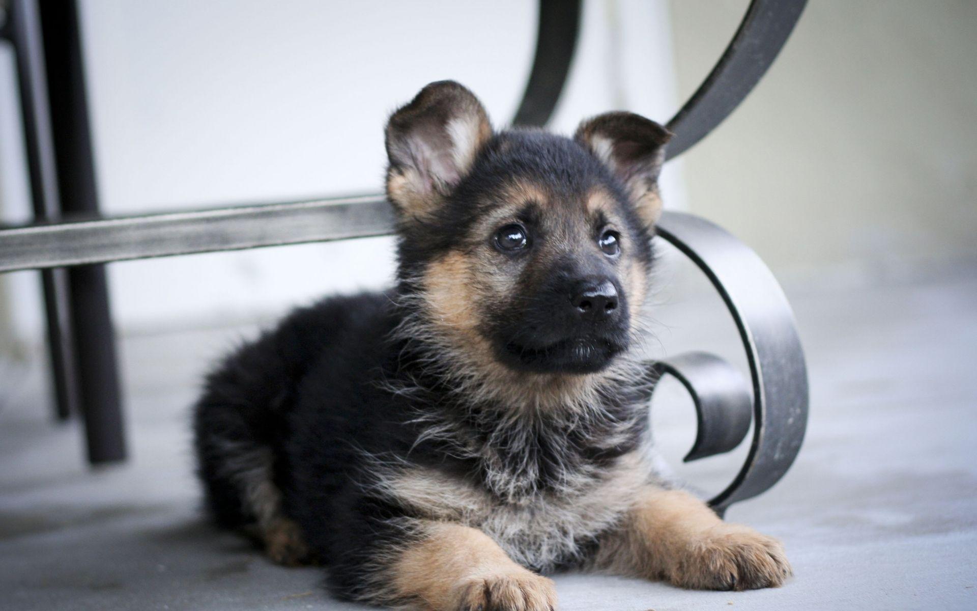 1920x1200 Tiny German Shepherd Puppy Wallpaper & Background Download
