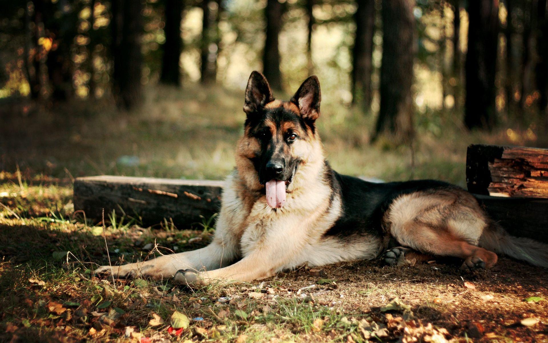 1920x1200 German Shepherd Awesome HD Wallpaper & Background HD Wallpaper
