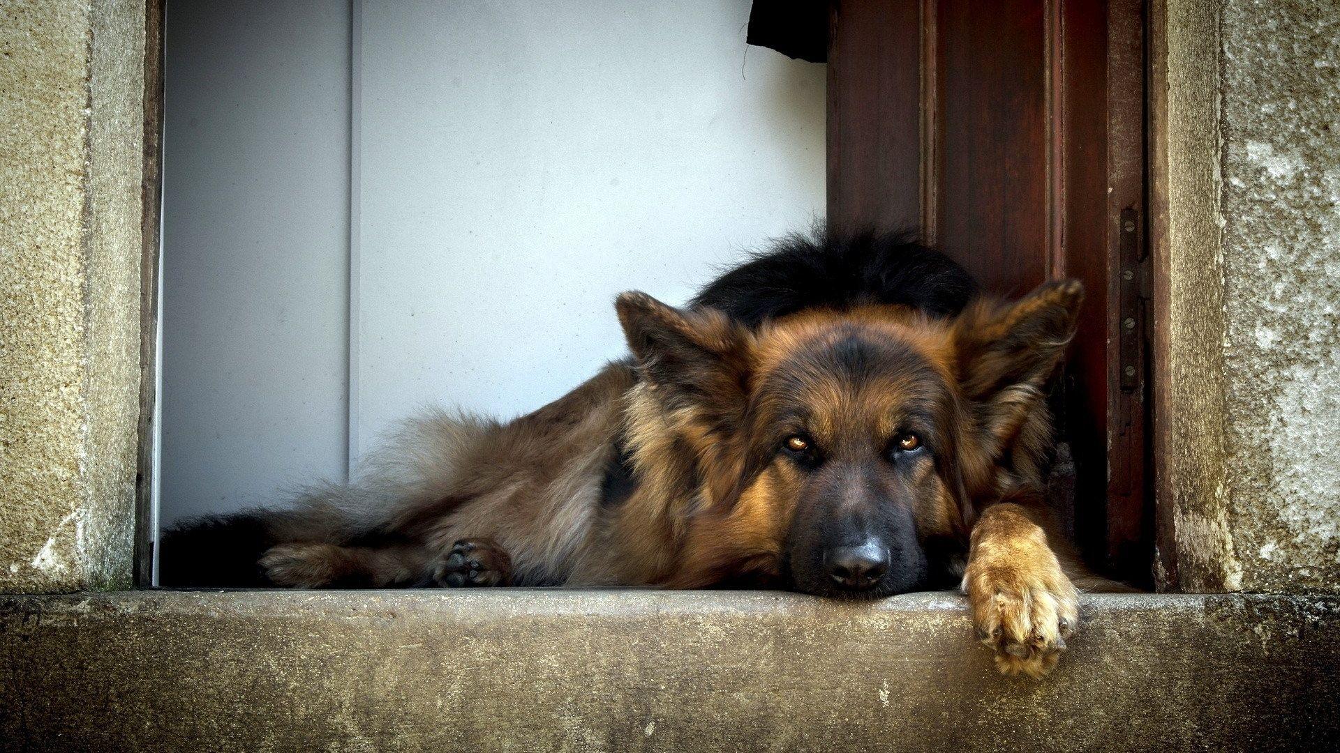1920x1080 Download Wallpaper 1920x1080 german shepherd, dog, lying, waiting Full HD 1080p HD Background