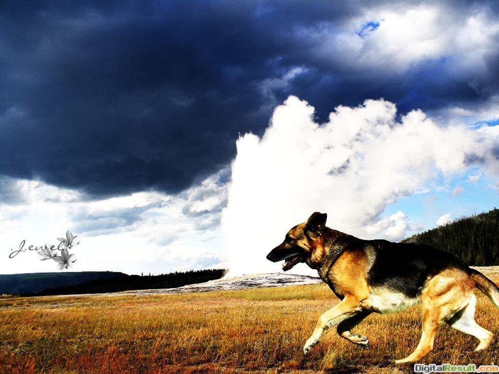 1024x768 German Shepherd HD Wallpaper, German Shepherd Dogs Wallpaper - Shepherd Dog HD Wallpaper