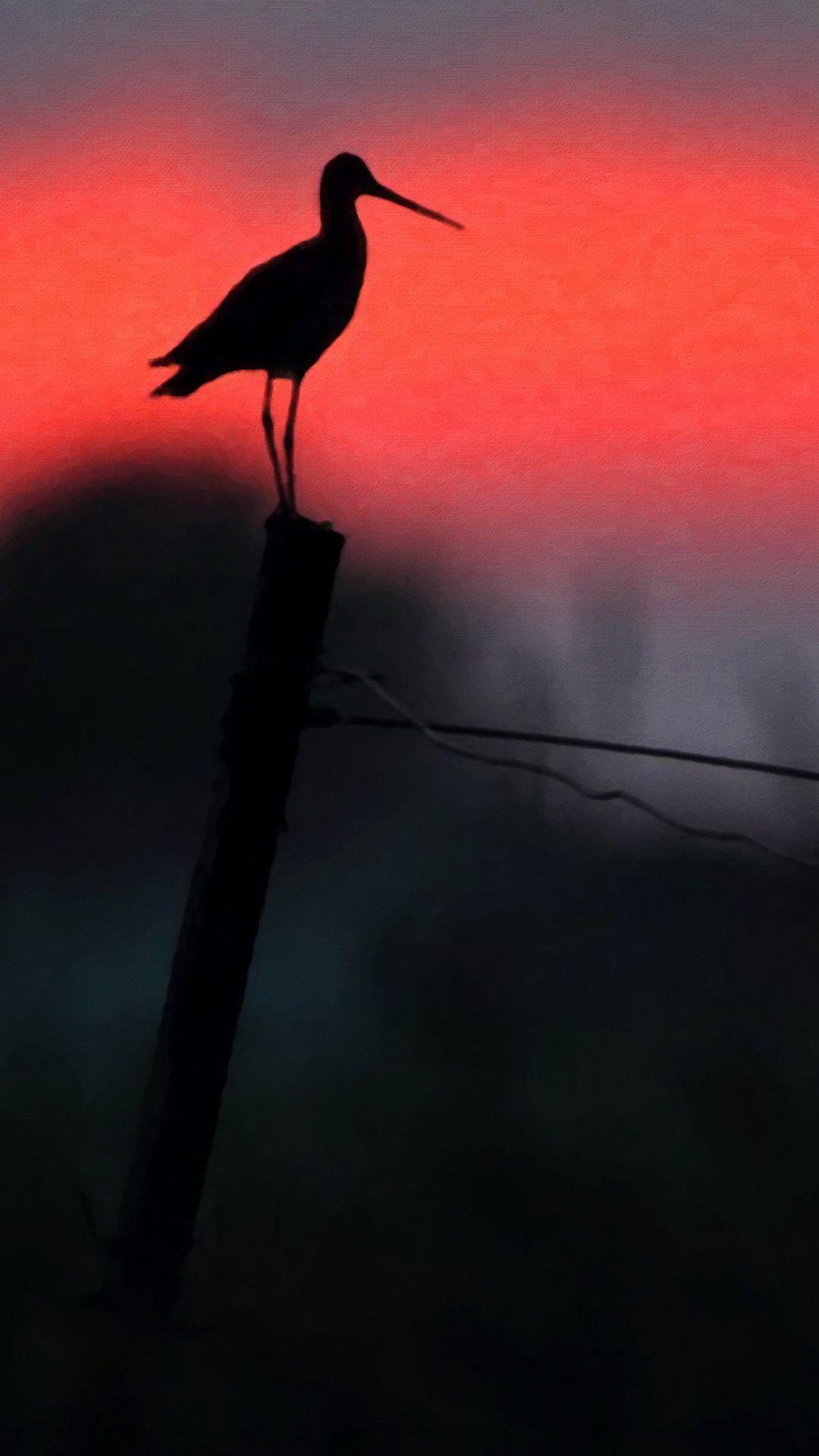1080x1920 Red Crowned Crane Wallpaper Free Download