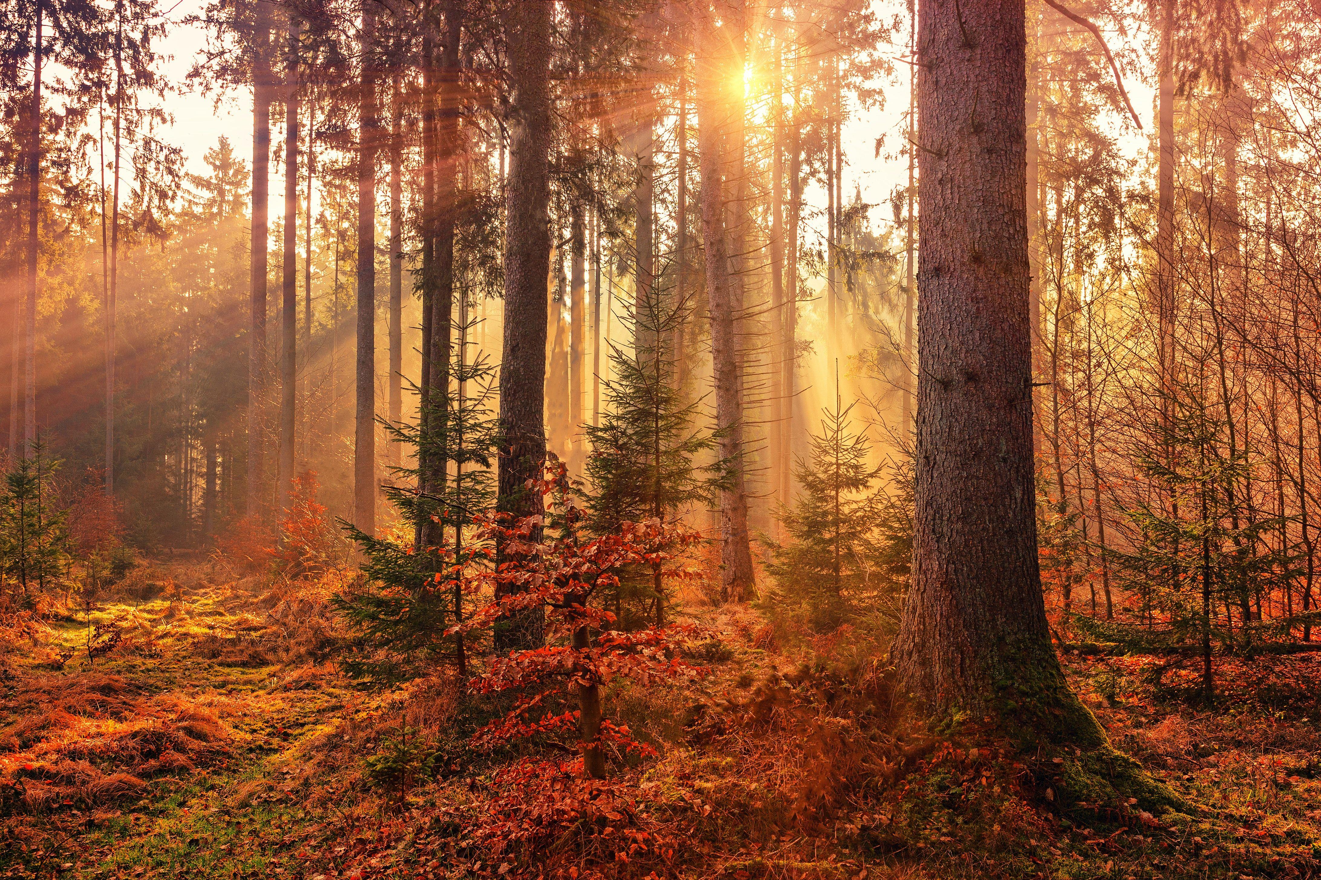4368x2912 forest heat