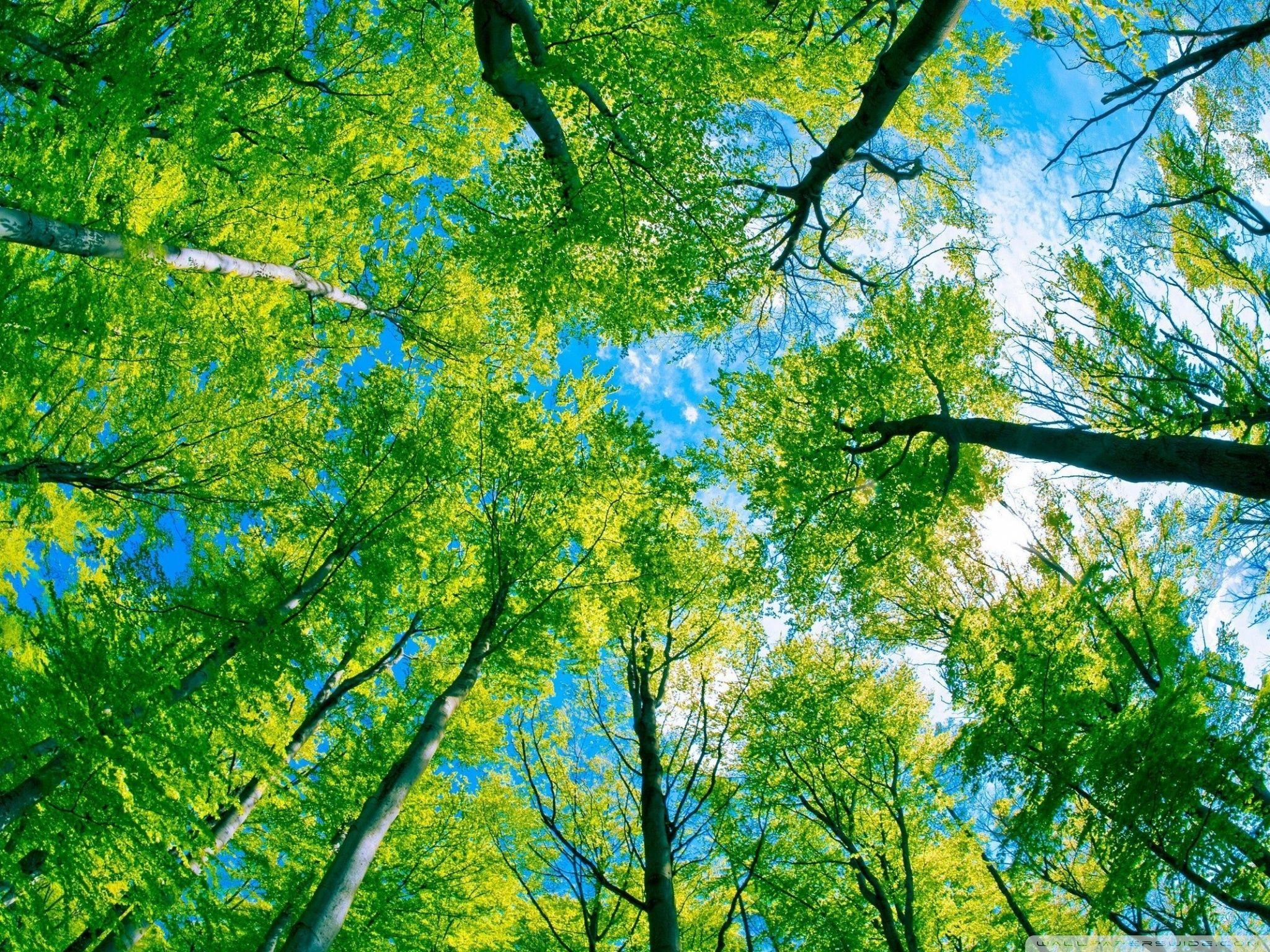 2048x1536 Forest Sky View Ultra HD Desktop Background Wallpaper for 4K UHD TV : Tablet