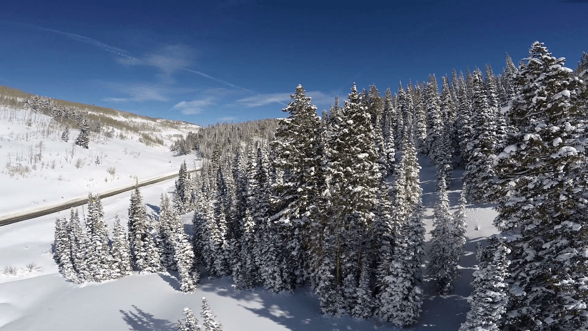 1920x1080 Aerial Slow Pass Over Snow Covered Pine Trees With Pristine Unmarked