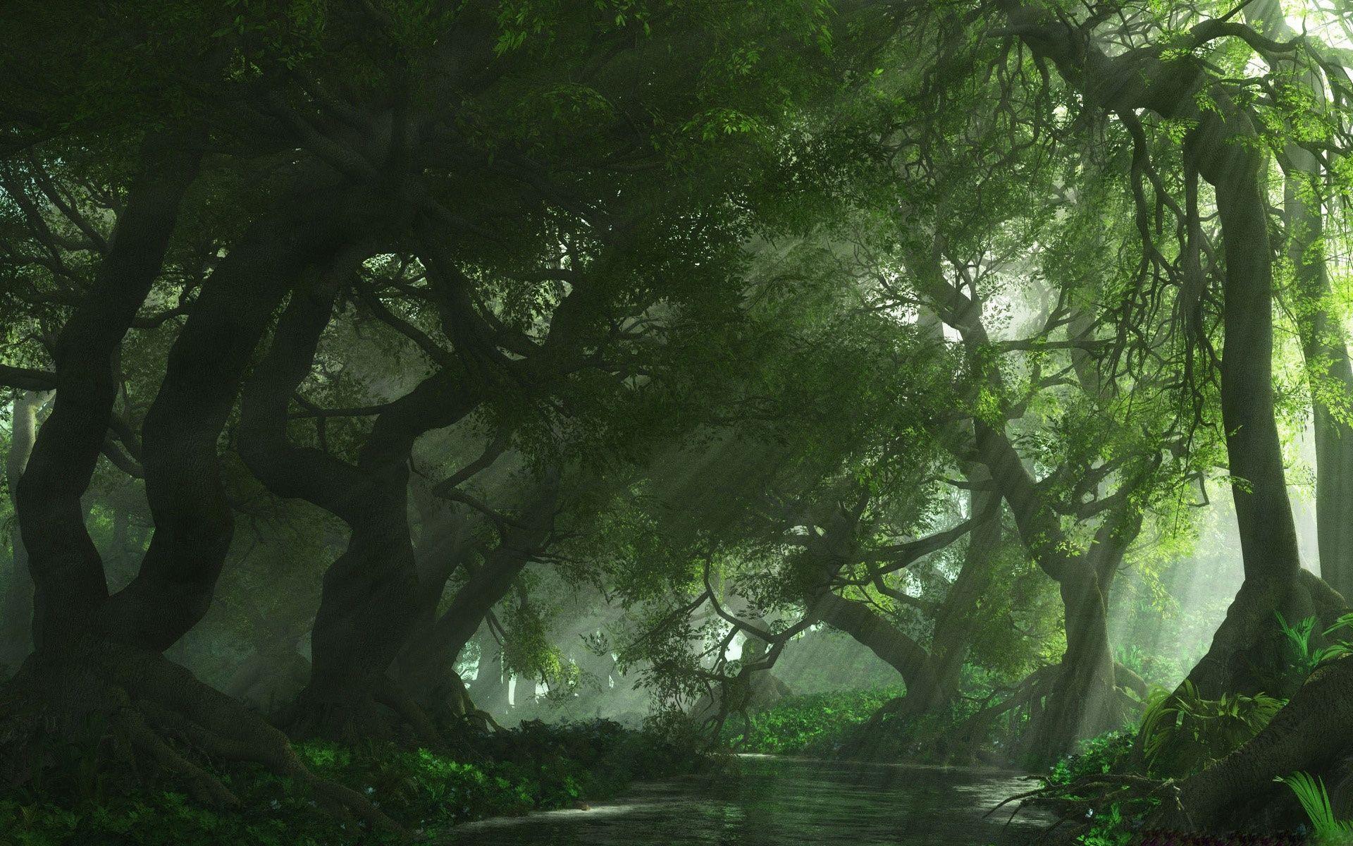 1920x1200 Best Forest Desktop Background Wallpaper Image