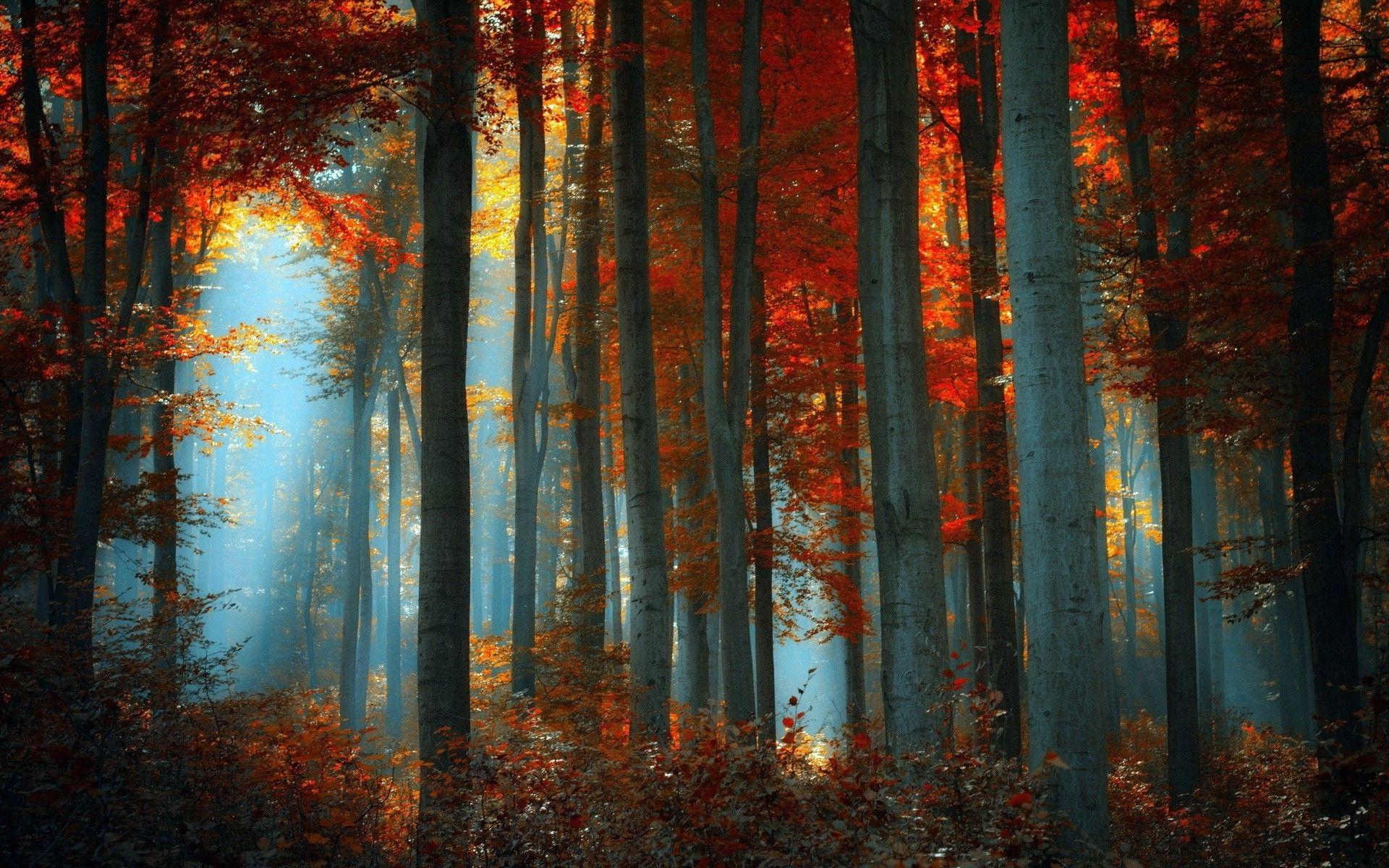 1920x1200 nature, Forest Wallpaper HD / Desktop and Mobile Background