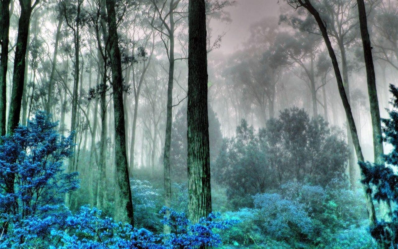 1280x800 Foggy Mysterious Forest Wallpaper Download. Forest wallpaper, Forest, Wallpaper