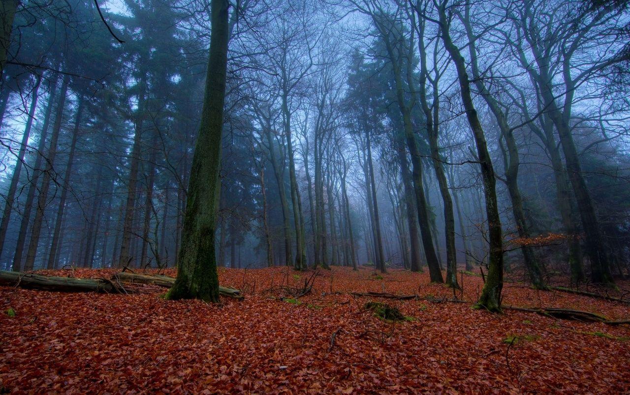 1280x804 Mysterious Forest & Red Leaves wallpaper. Mysterious Forest & Red Leaves