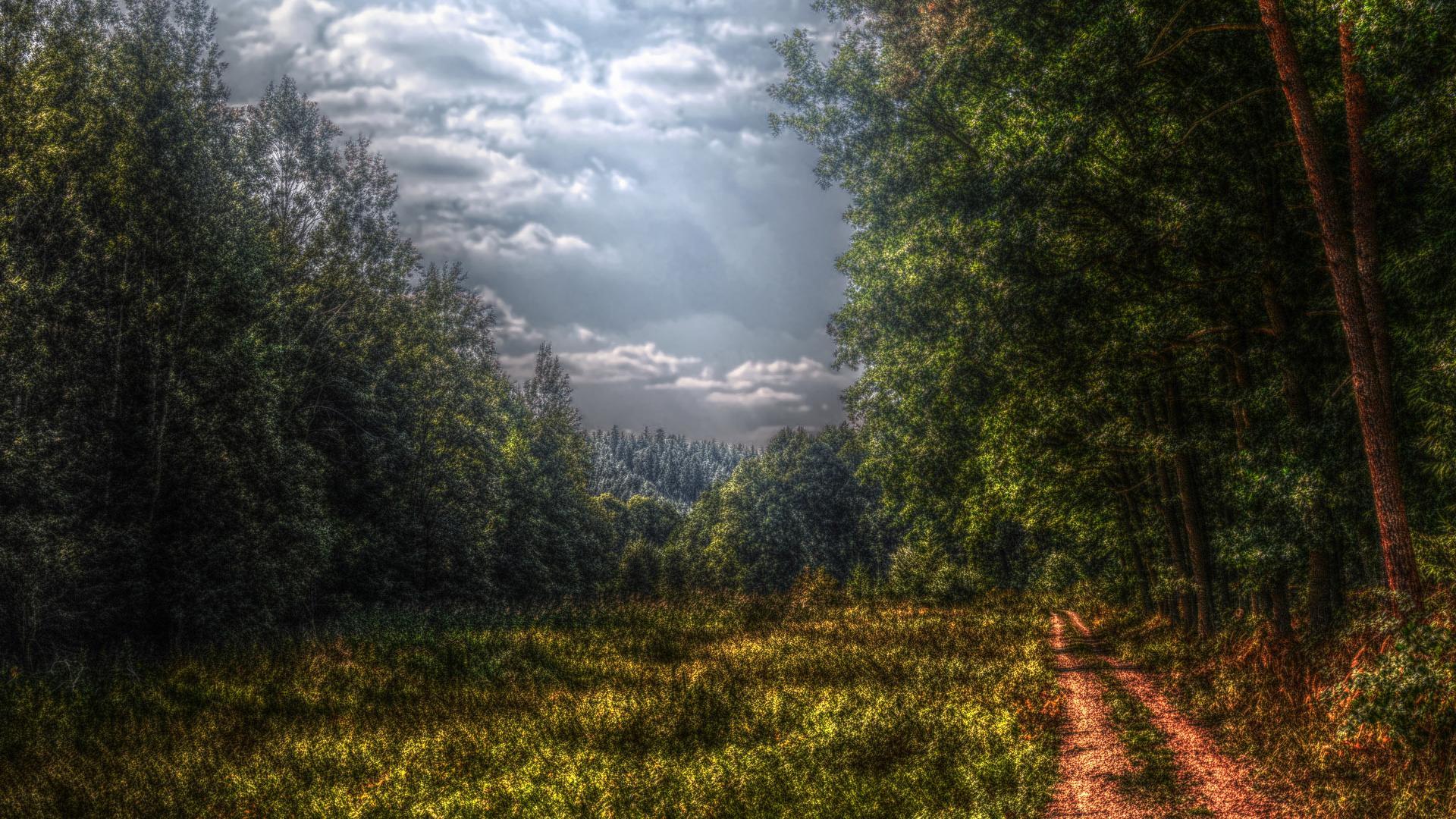 1920x1080 nature forest wallpaper[1920 × 1080]