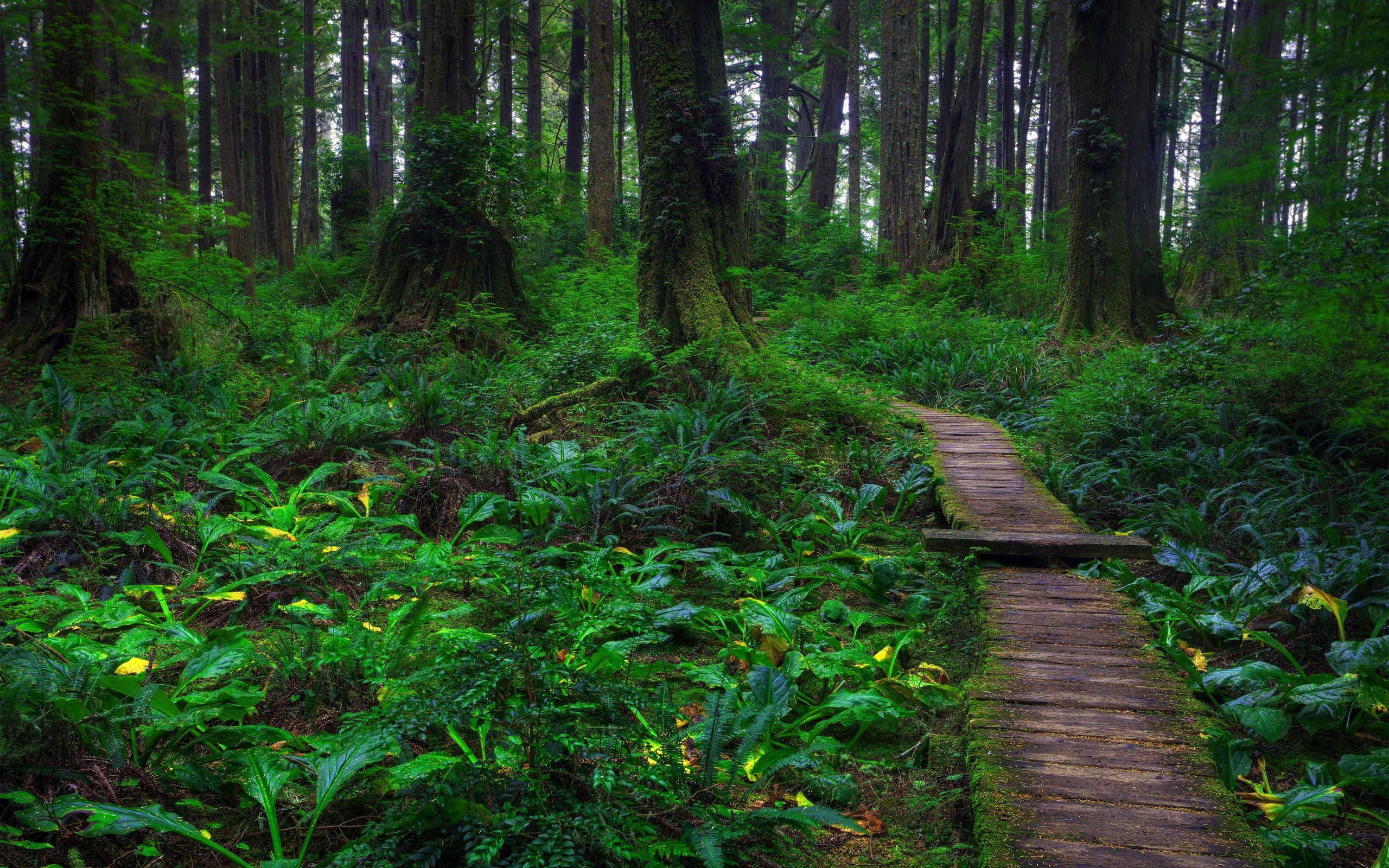 2560x1600 nature, forests wallpaper