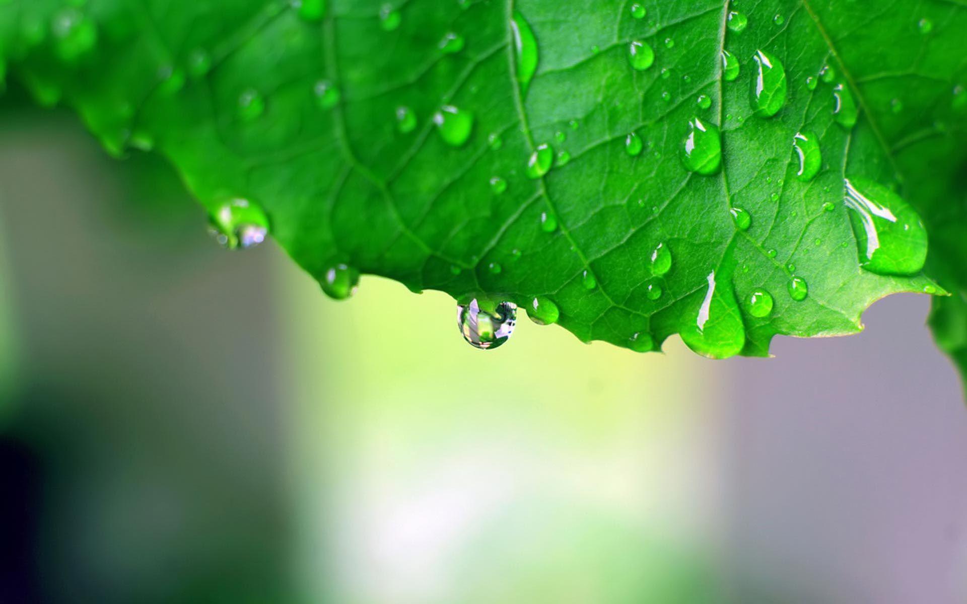 Green Leaf Rain Wallpapers - Top Free Green Leaf Rain Backgrounds ...