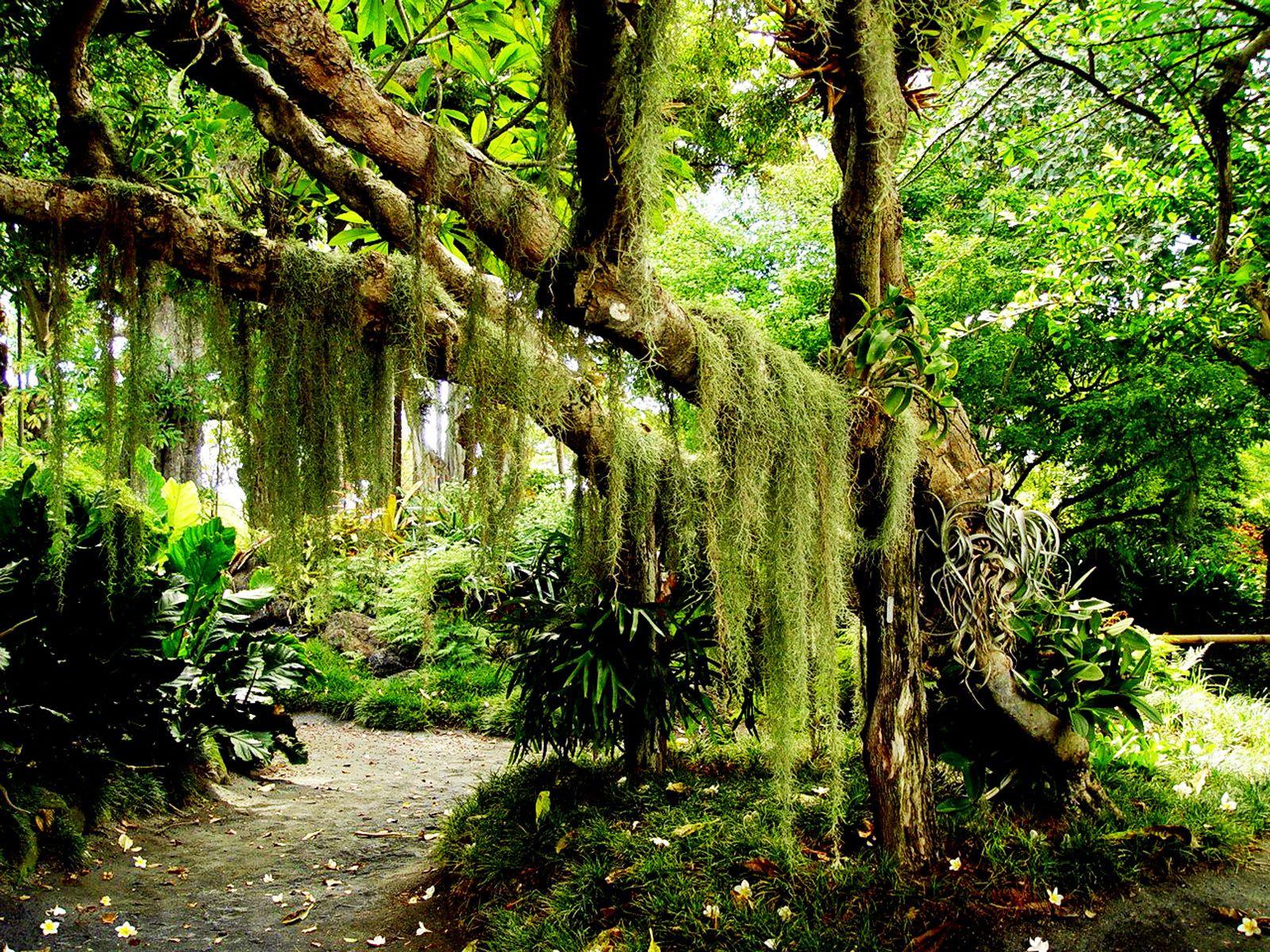 1600x1200 Forest Desktop Background. Beautiful Forest Wallpaper, Amazing Forest Wallpaper and Fall Forest Wallpaper