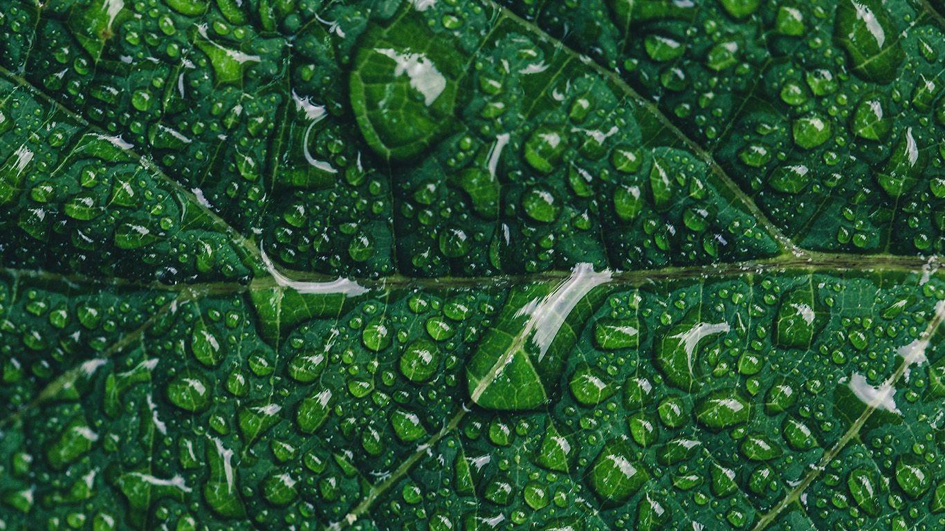 1366x768 Green Leaf Rain Nature Tree Wallpaper