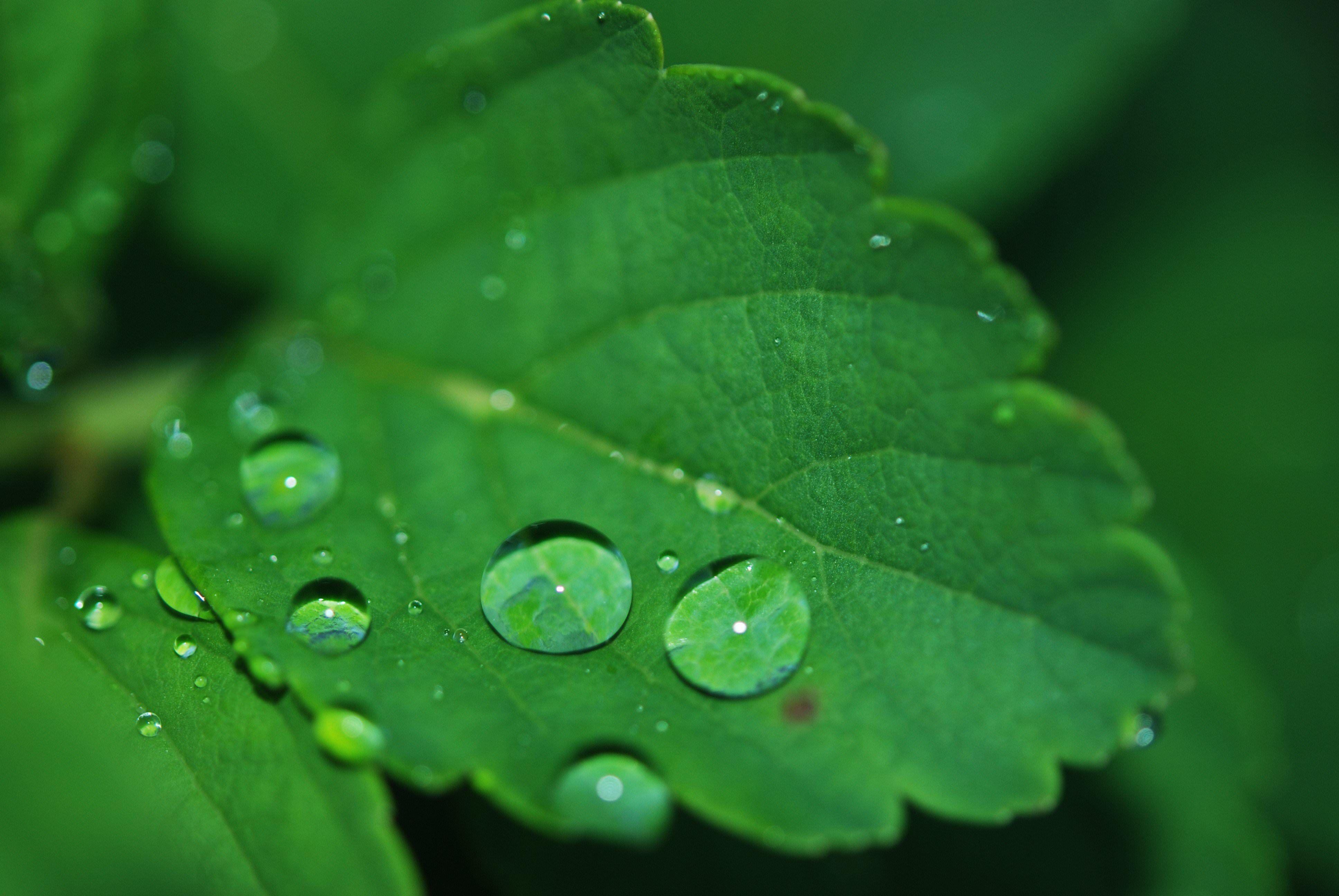3872x2592 Rain on Green Leaf