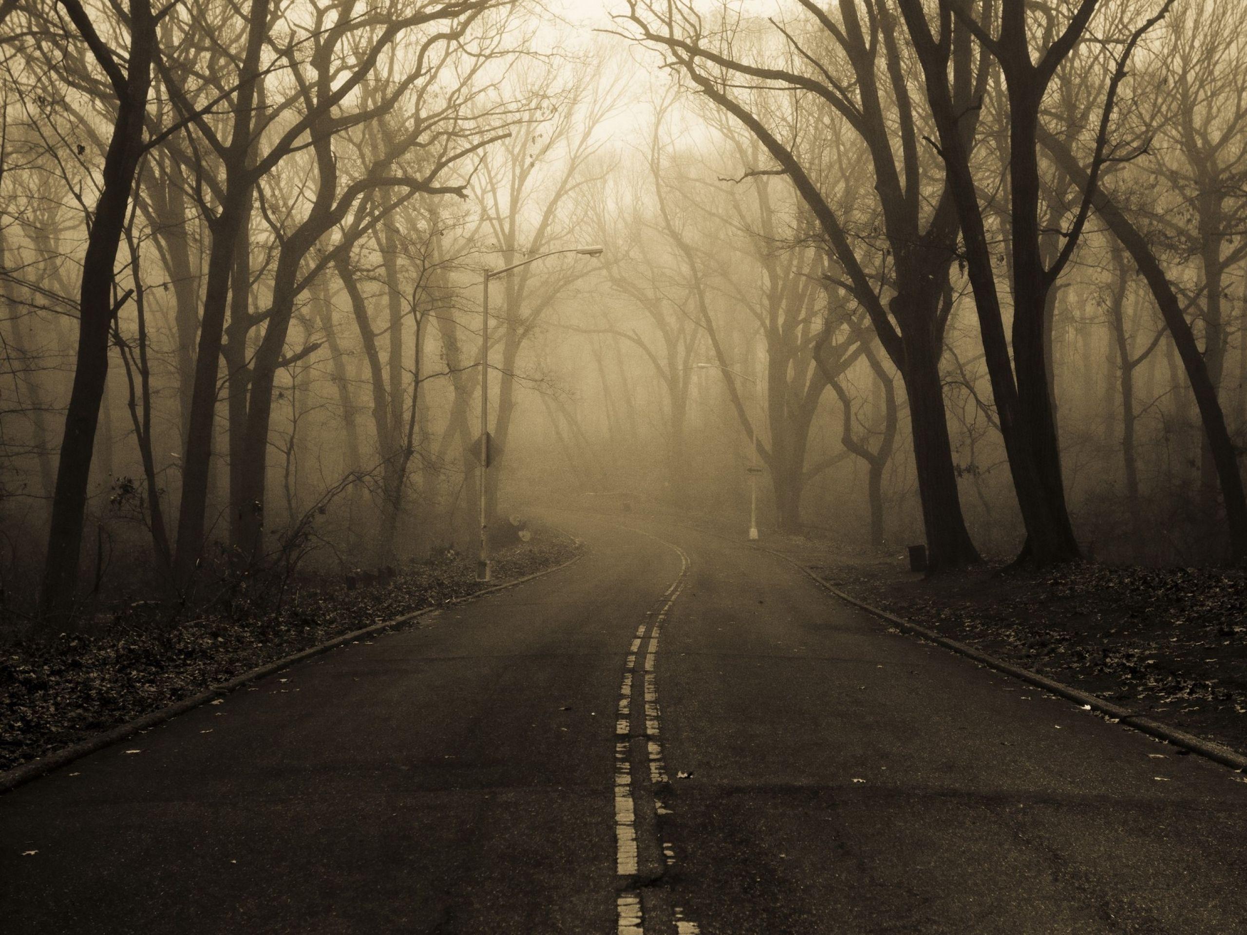 2560x1920 Mysterious Forest Fog & Street wallpaper. Mysterious Forest Fog & Street