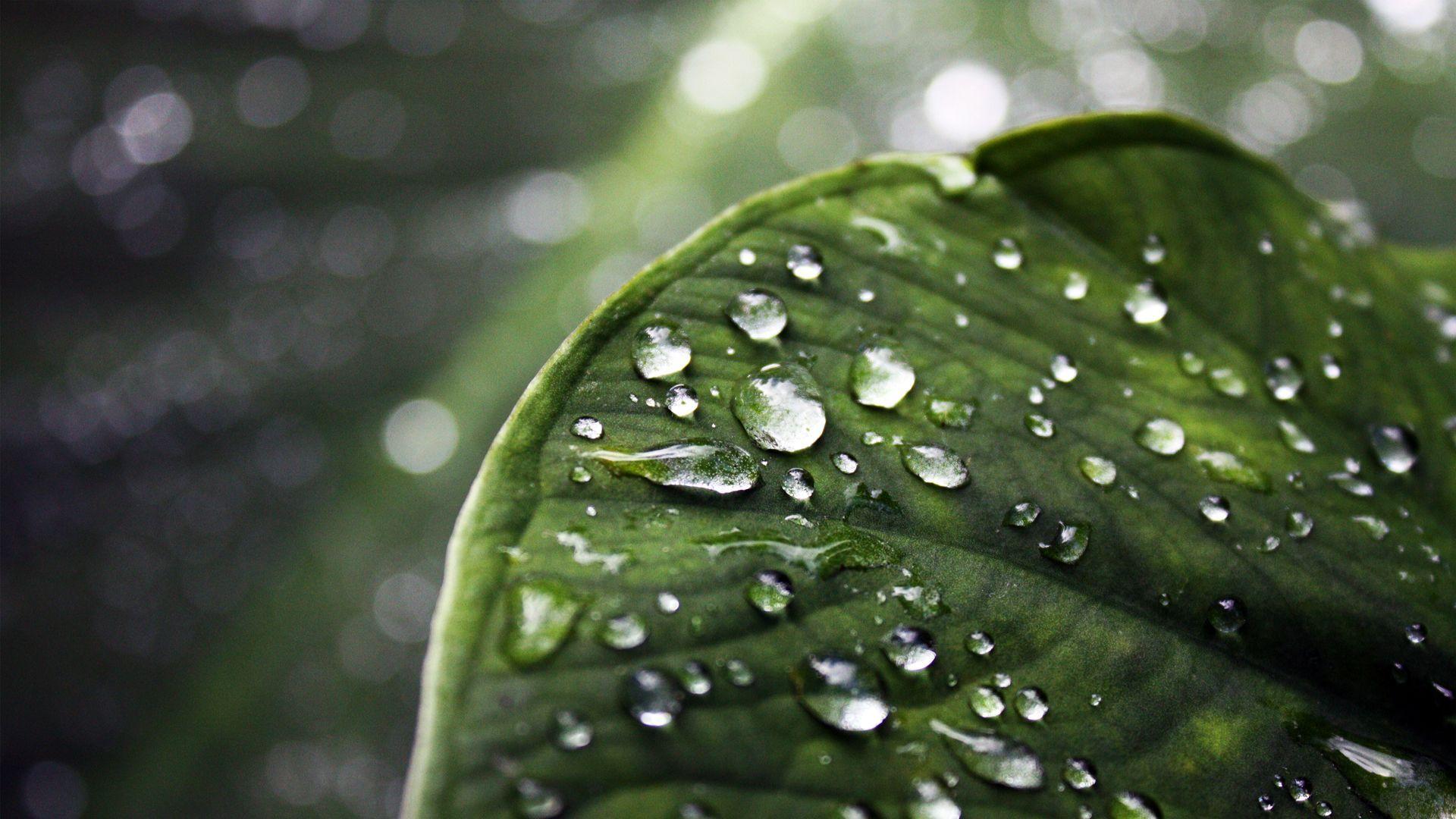 1920x1080 Wallpaper 1080p (3). Leaf wallpaper, HD wallpaper for laptop, Nature wallpaper