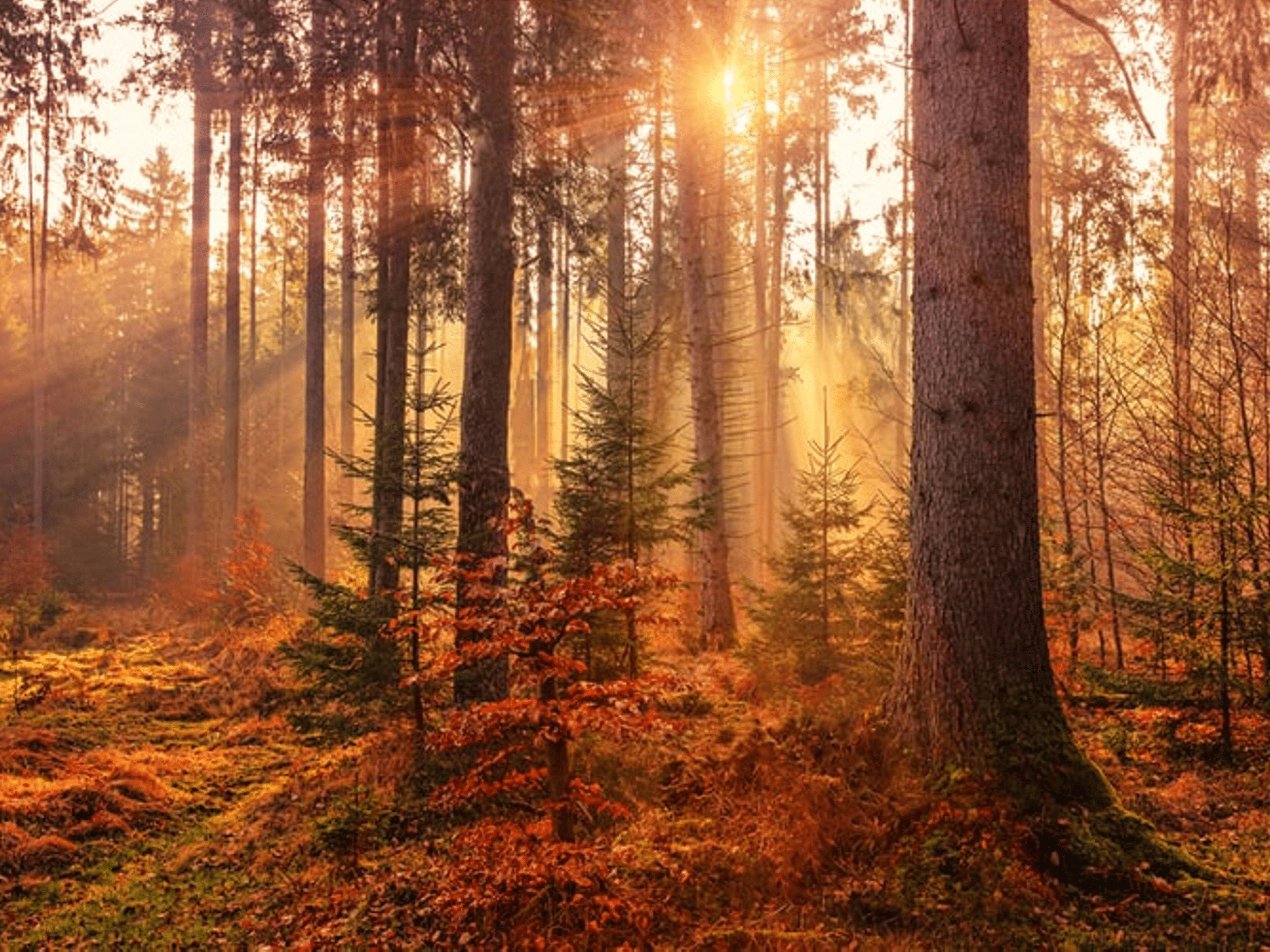5120x3840 Mystery Forest light Amazing [5120*3840]