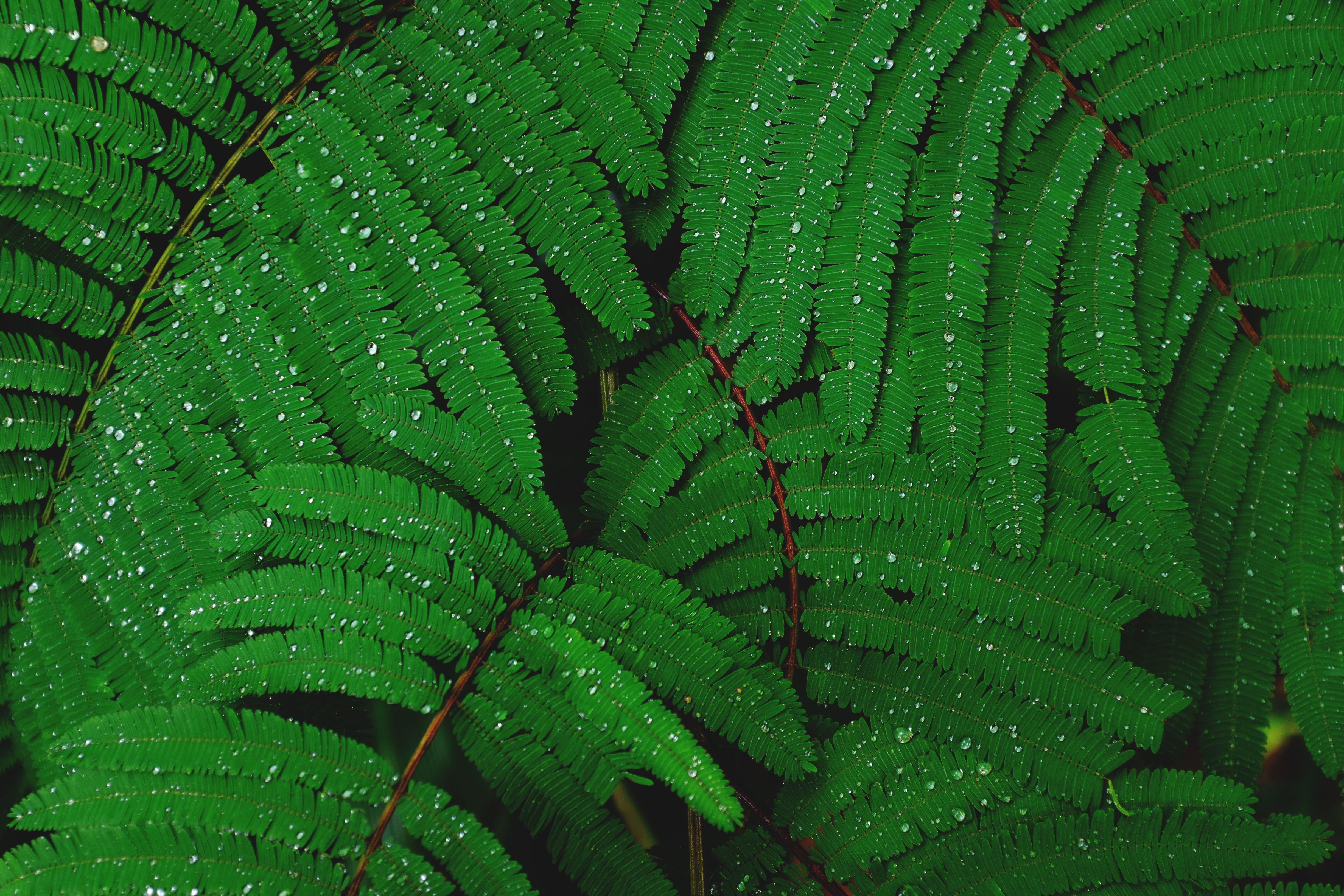 4896x3264 shallow focus photography of green leafed plant photo