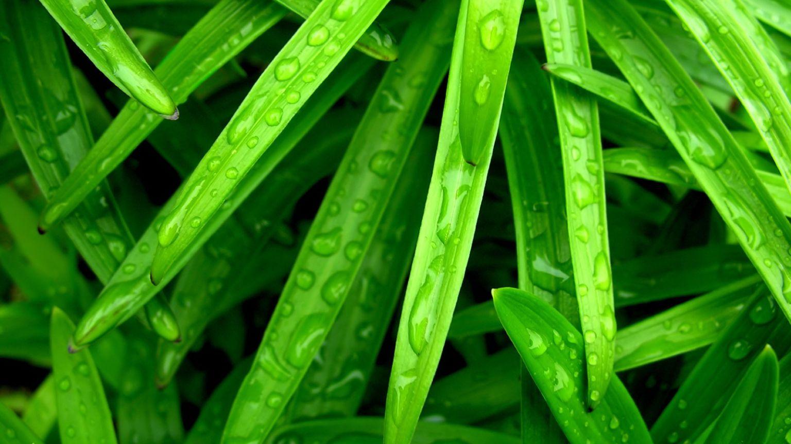 1536x864 Free download Green Leaf Rain Wallpaper HD 176 3062 Wallpaper High Resolution [1600x1200] for your Desktop, Mobile & Tablet. Explore Green Leaf Wallpaper HD. Fall Leaves Wallpaper for Desktop