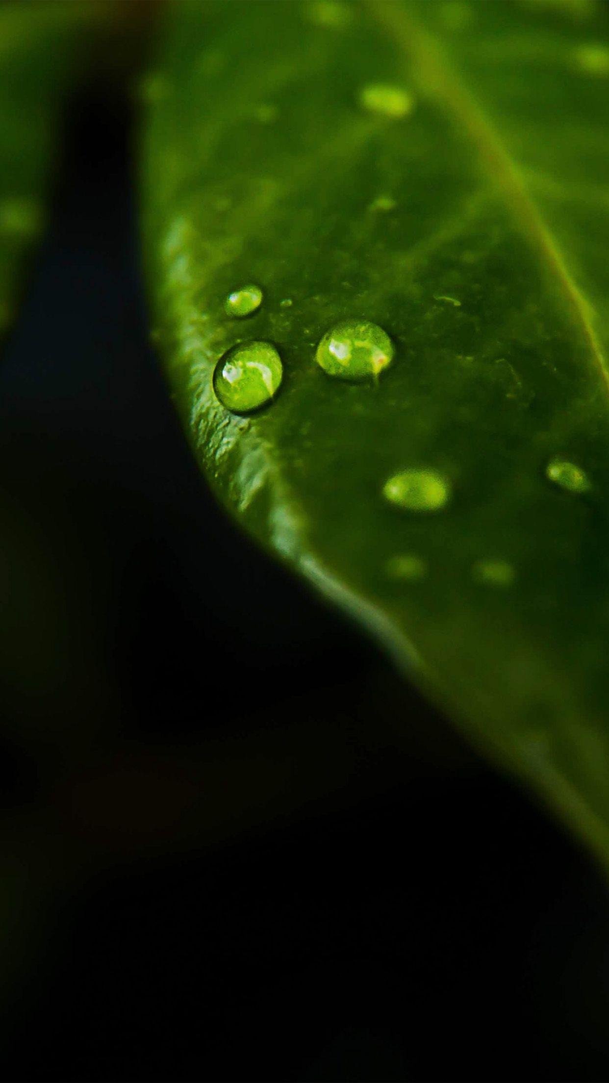1242x2208 Leaf Rain Drop Green Nature Wallpaper