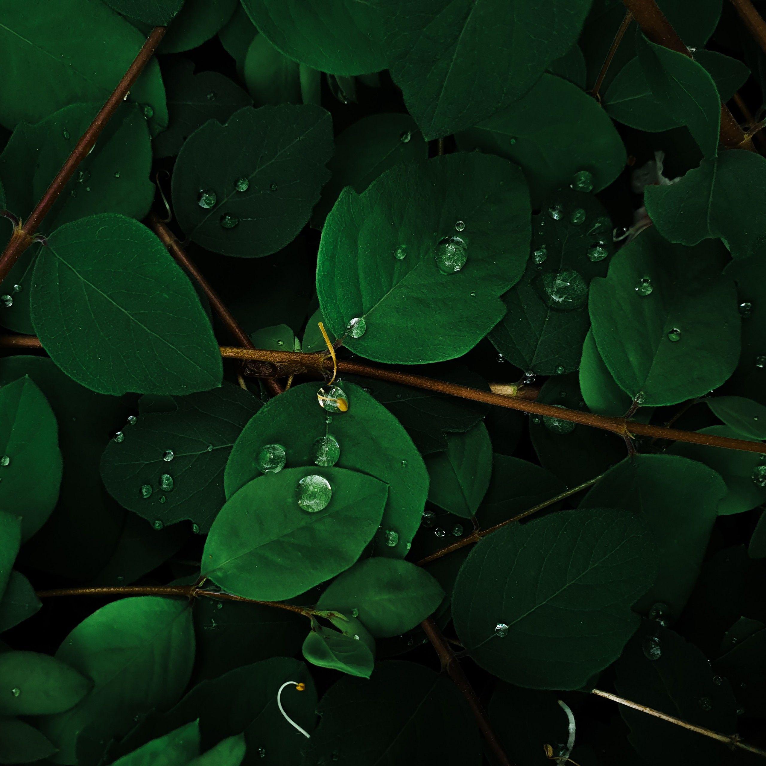 2560x2560 Green leaves 4K Wallpaper, Rain droplets, Macro, Plant, Nature