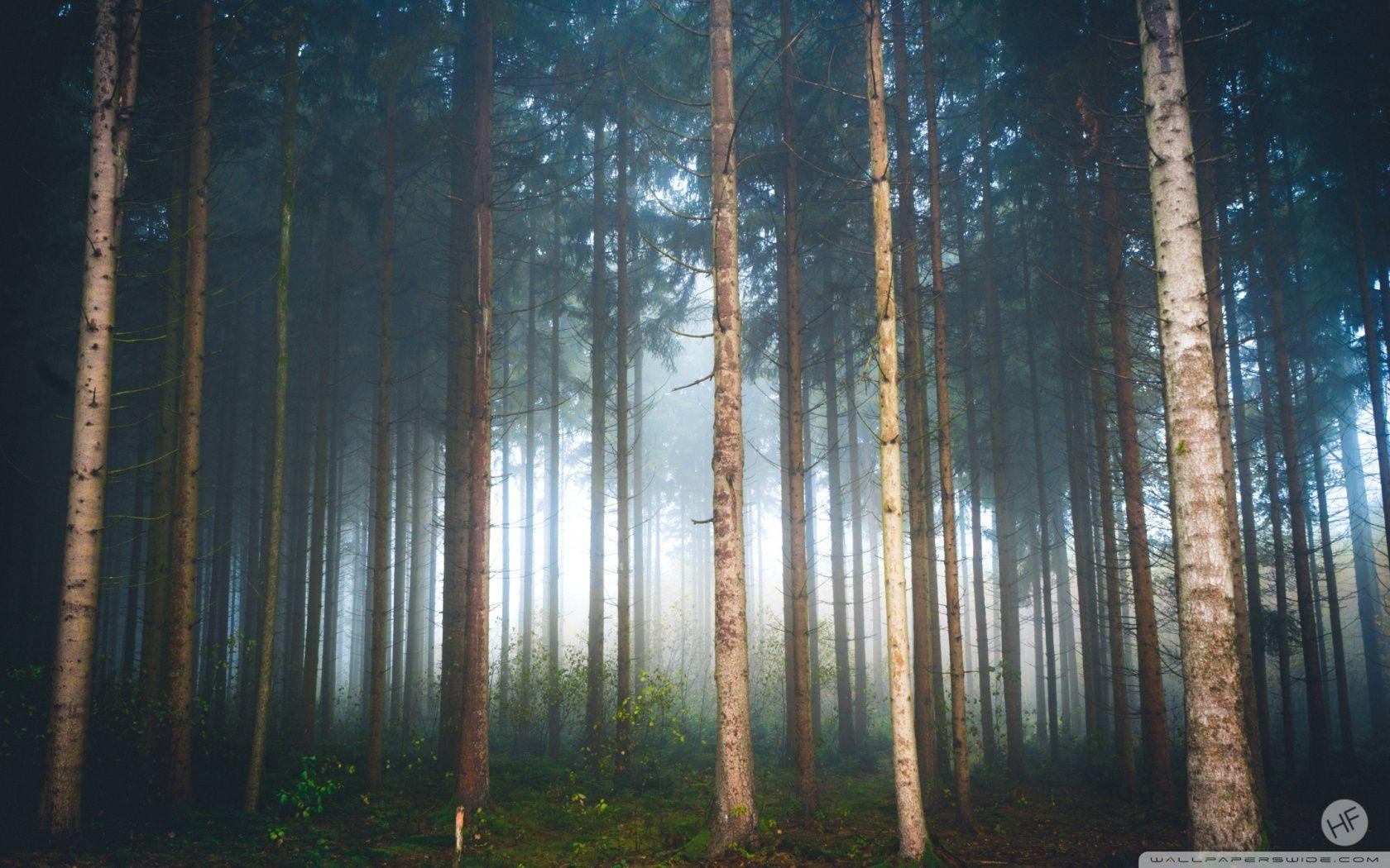 1680x1050 Mysterious Light Foggy Forest Wallpaper