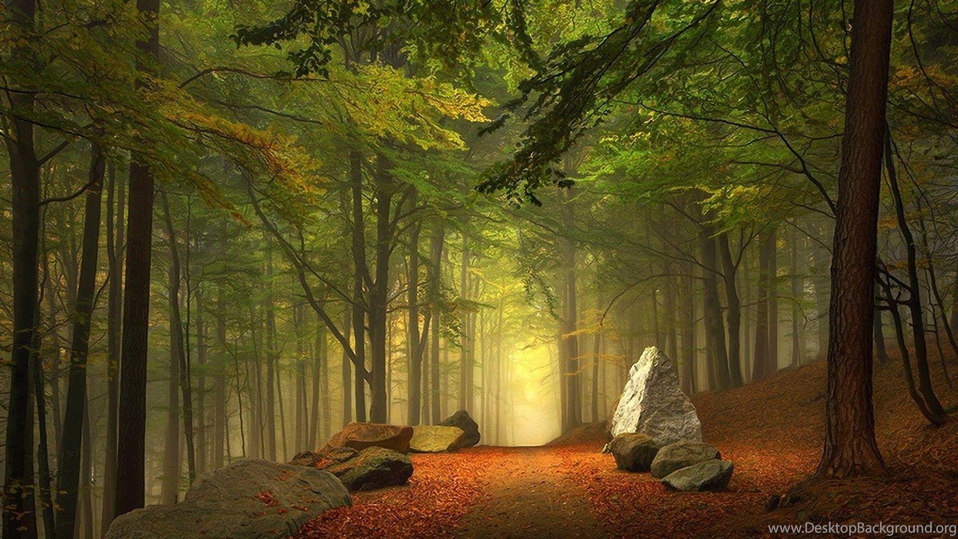 Mysterious Forest Wallpapers - Top Free Mysterious Forest Backgrounds