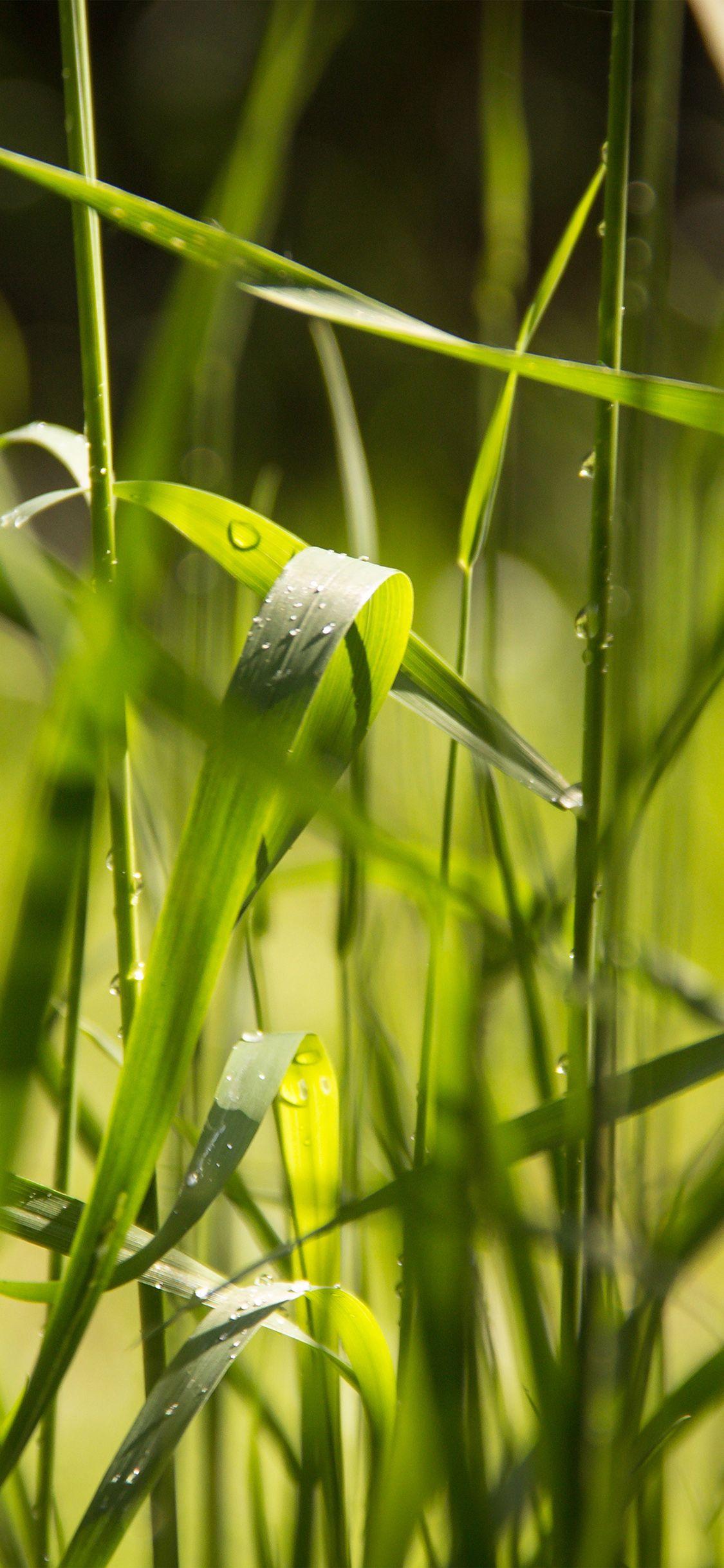1125x2436 Grass Lawn Flower Green Leaf Rain Wallpaper