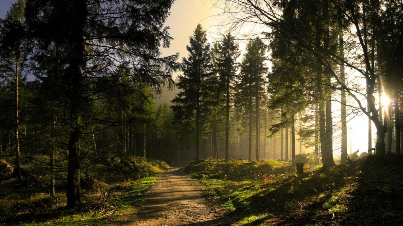 1366x768 HQ Definition Mysterious Forest,