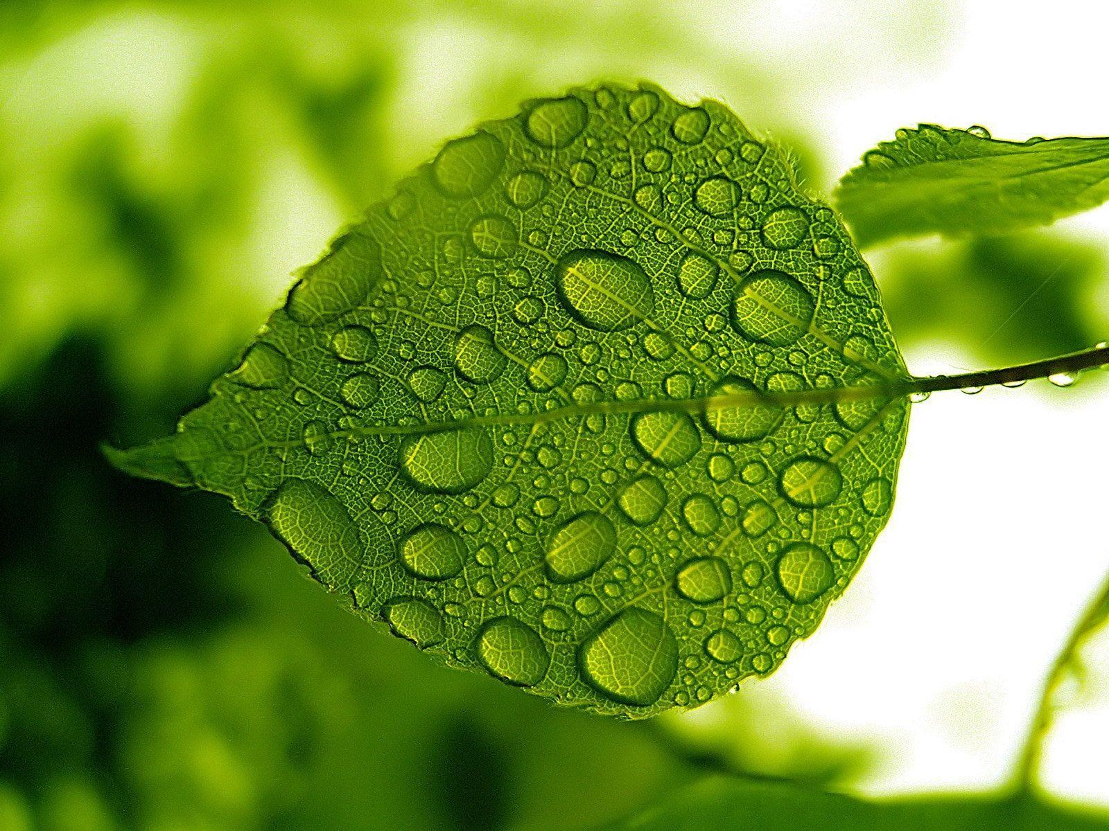 Green Leaf Rain Wallpapers - Top Free Green Leaf Rain Backgrounds ...