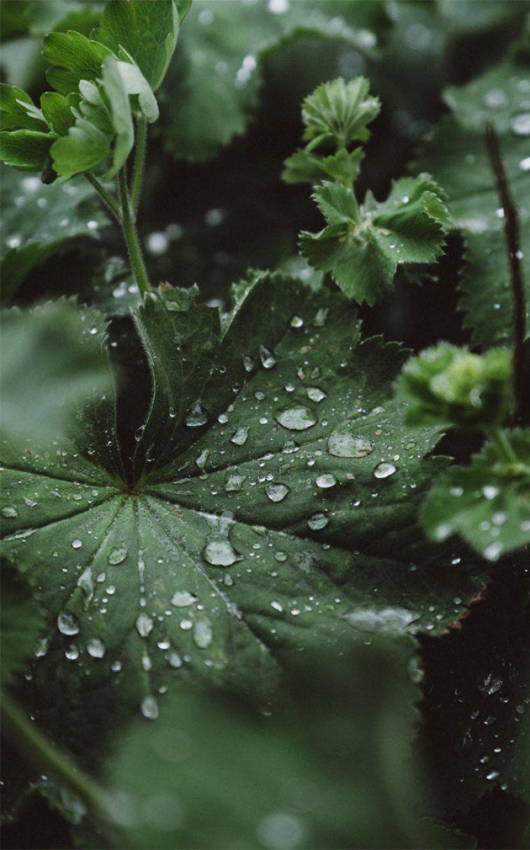 757x1214 Green leaves + rain Wallpaper