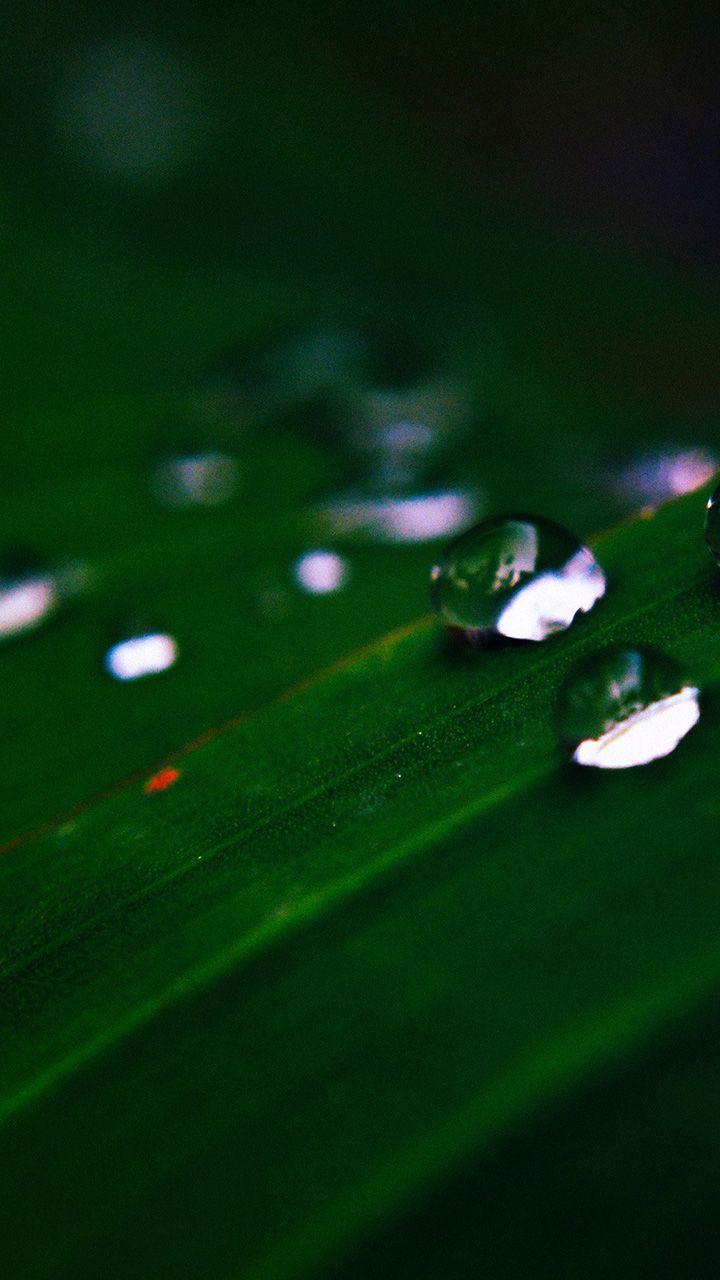 720x1280 Water Drops Nature Dark Leaf After Rain Forest Xiaomi Photography Wallpaper & Background Download