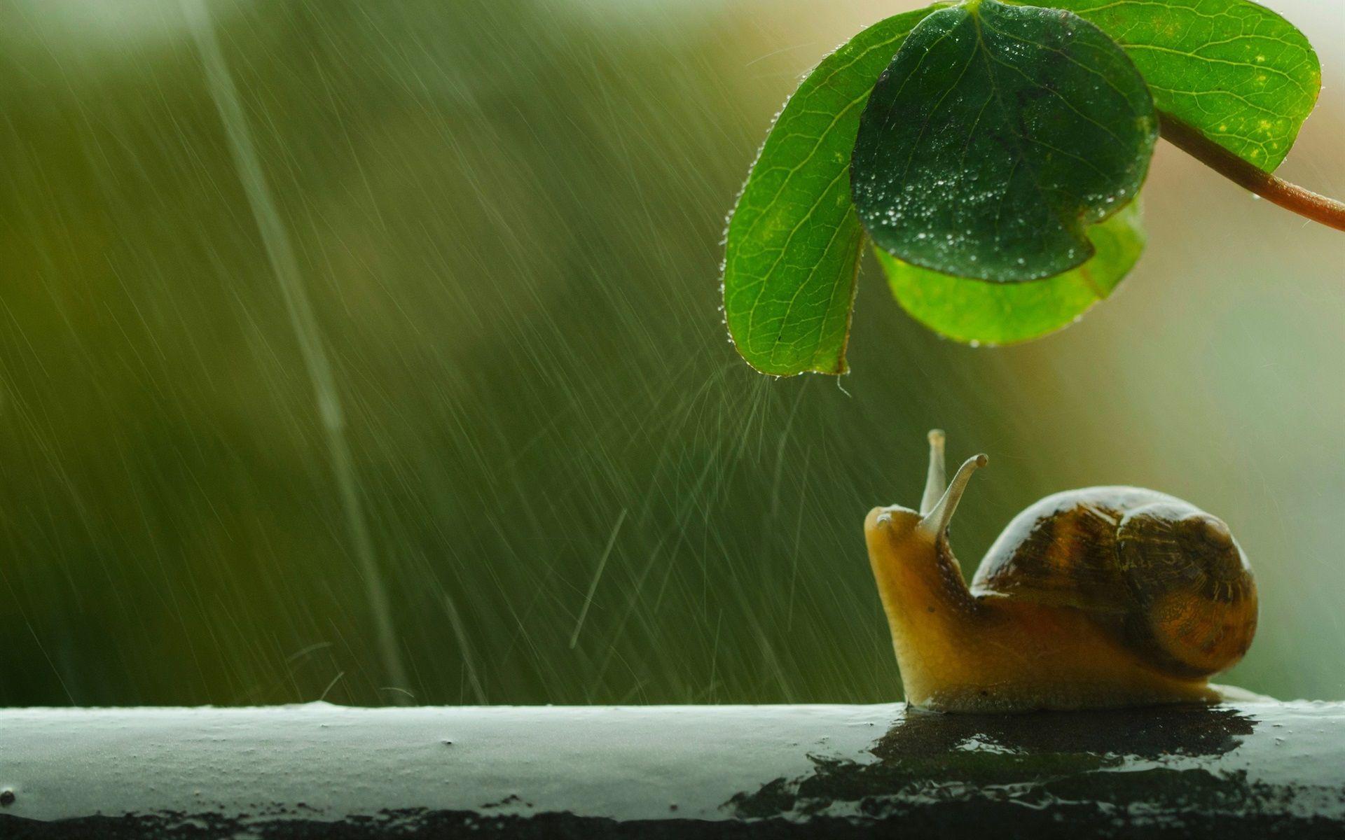 1920x1200 Snail, Umbrella, Green Leaf, Rain 640x1136 IPhone 5 5S 5C SE Wallpaper, Background, Picture, Image