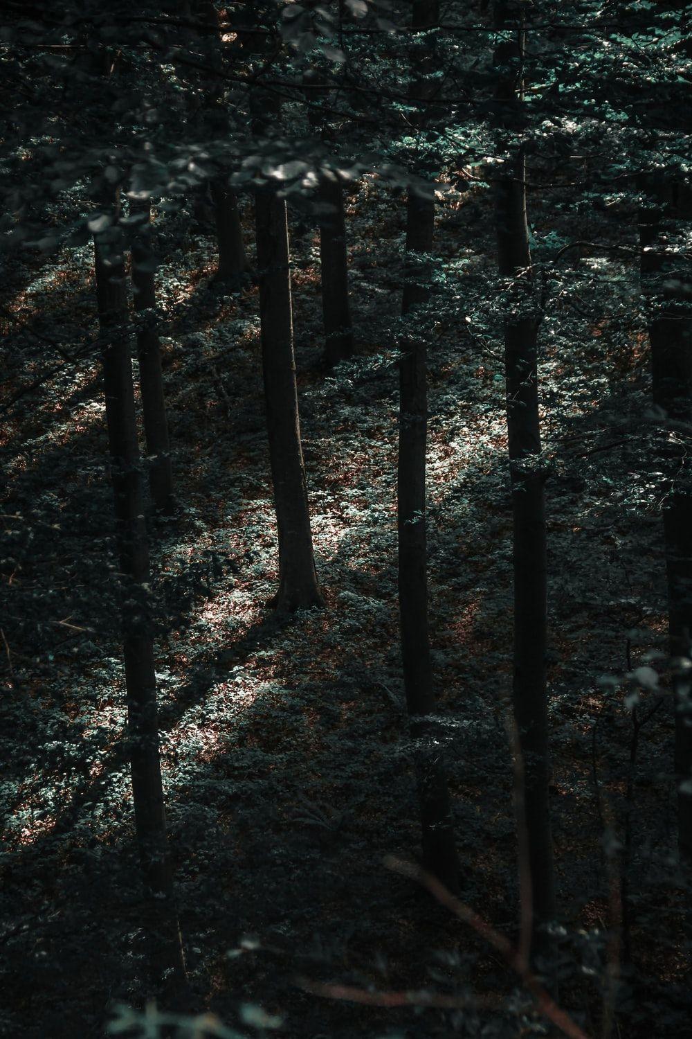 1000x1500 Mysterious Forest Picture. Download Free Image
