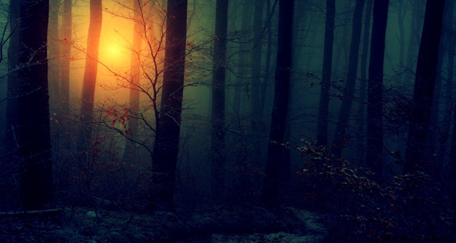 Mysterious Forest Wallpapers - Top Free Mysterious Forest Backgrounds ...