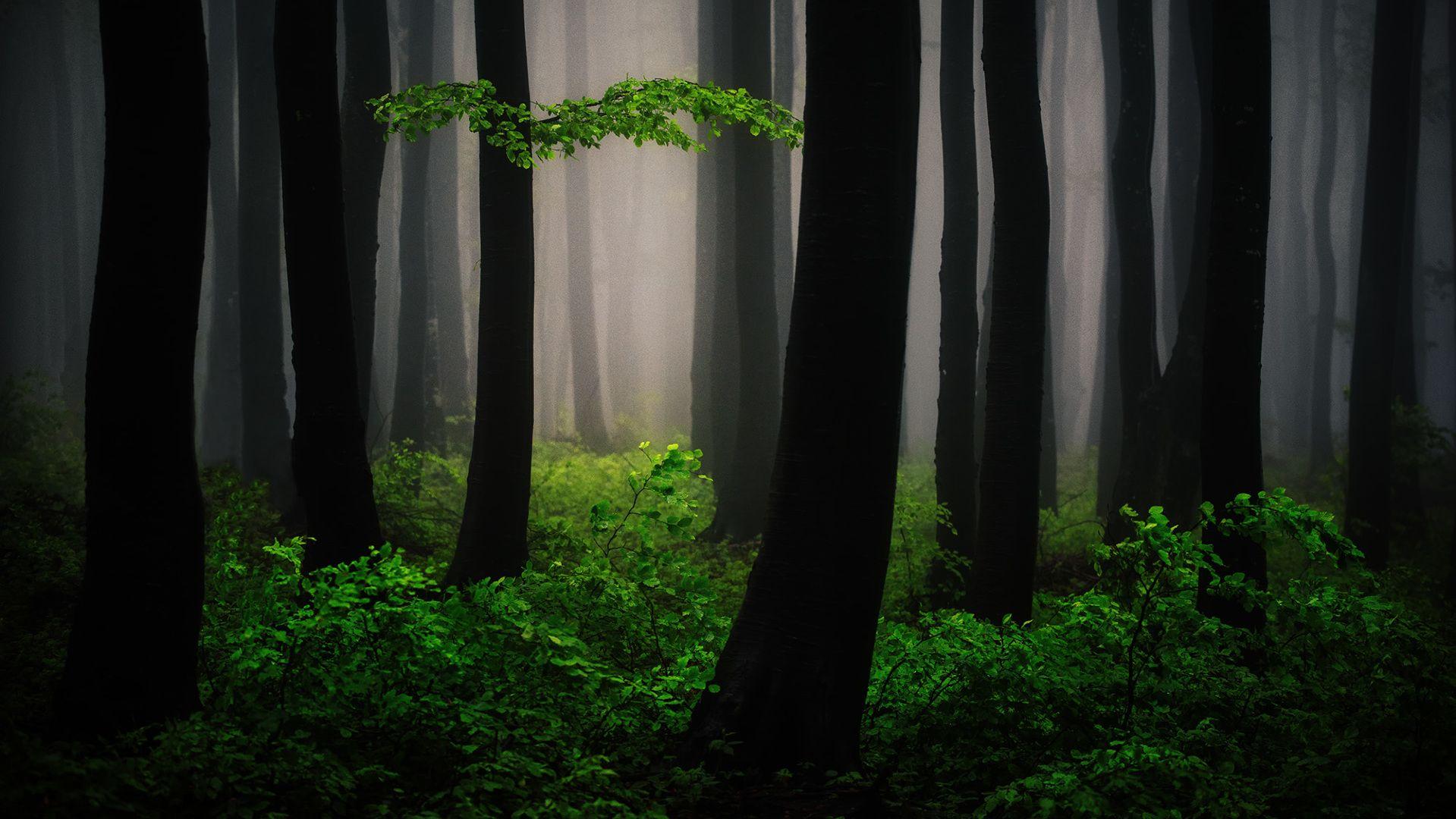 1919x1080 Mysterious Forest Art 1080P Laptop Full HD Wallpaper, HD Nature 4K Wallpaper, Image, Photo and Background