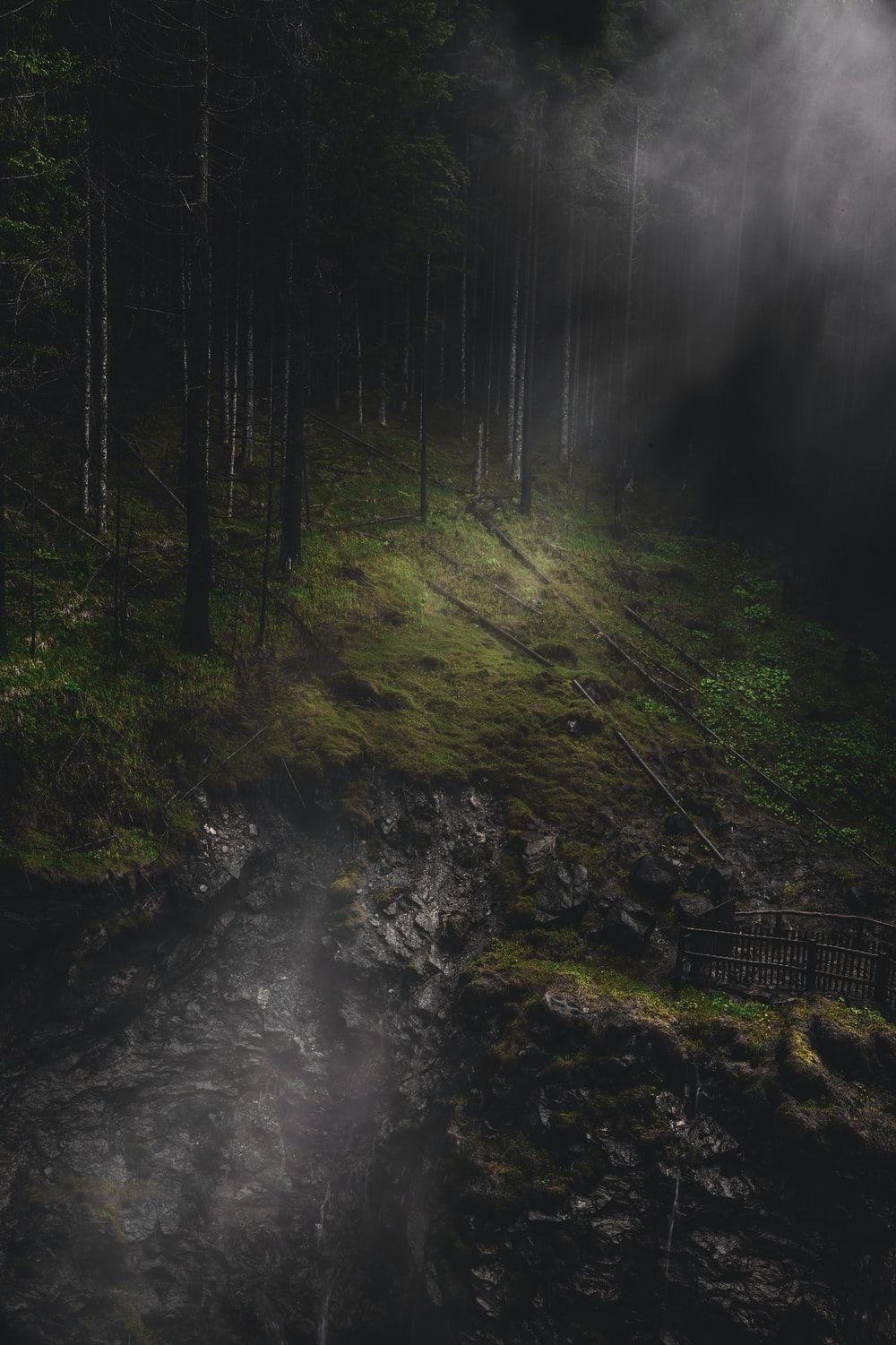1000x1501 Mysterious Forest Picture. Download Free Image