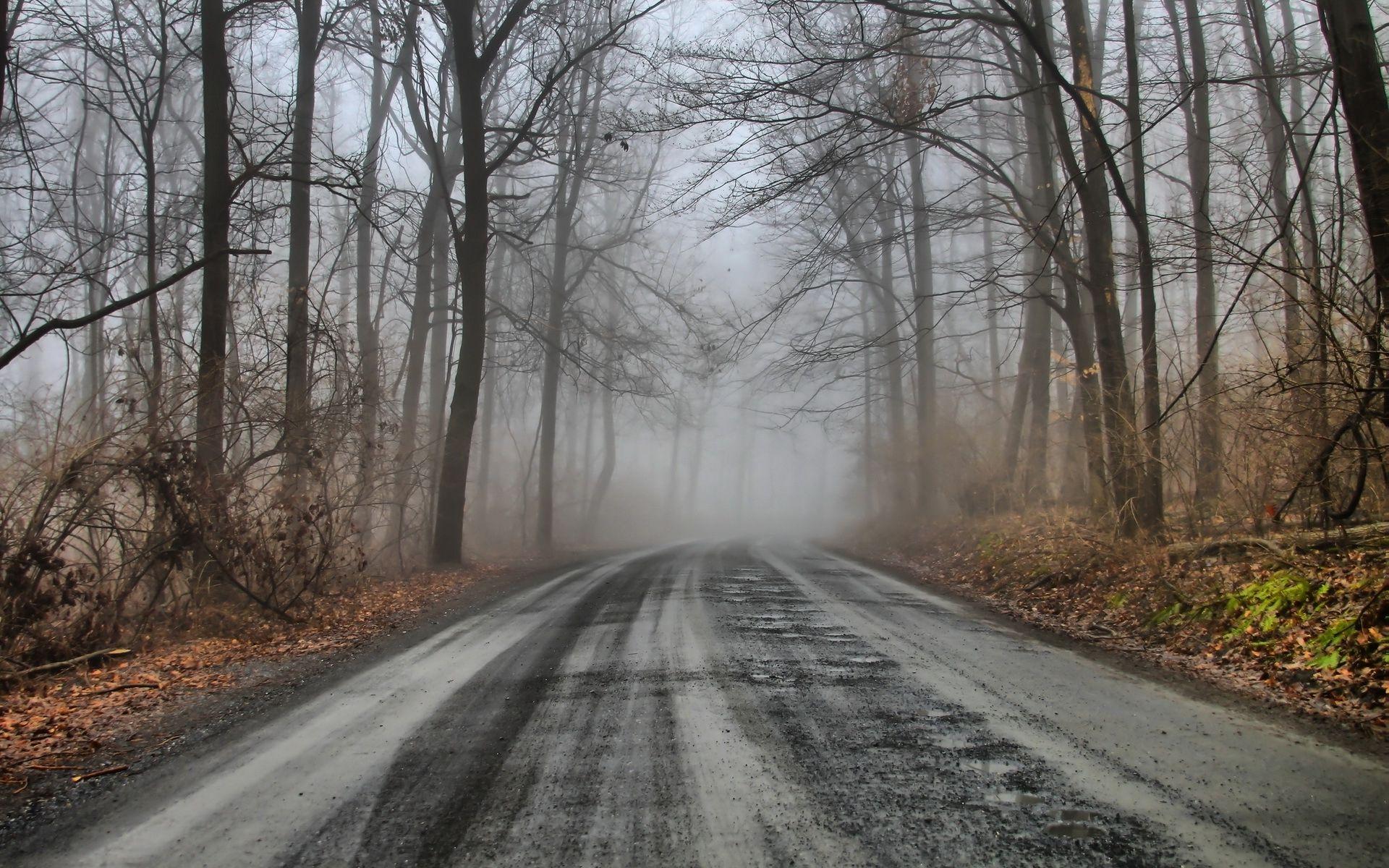 1920x1200 Mysterious Forest Road & Foggy wallpaper. Mysterious Forest Road & Foggy