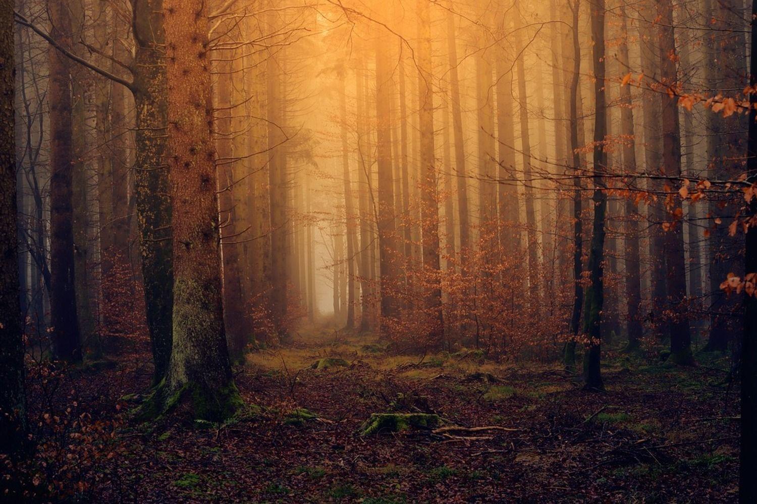 Mysterious Forest Wallpapers - Top Free Mysterious Forest Backgrounds ...