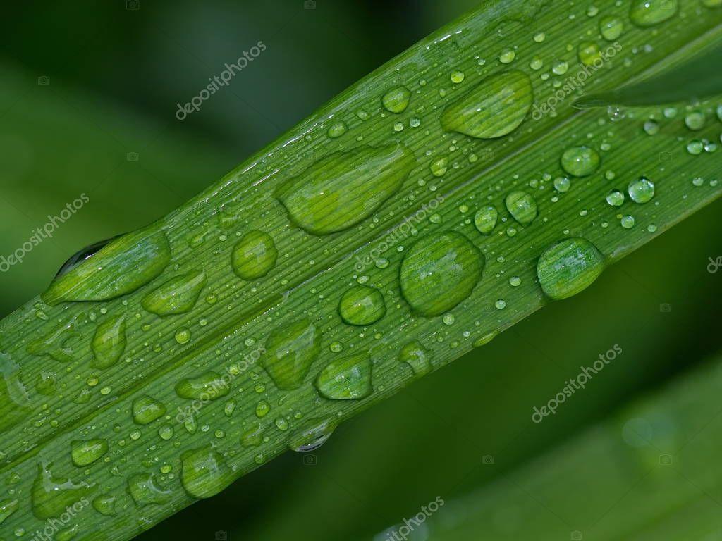 1024x768 Rain drops on the green leaf macro details - , #affiliate, # green, #leaf, #Rain, #drops #AD. Word art design, Rain drops, Macro photography