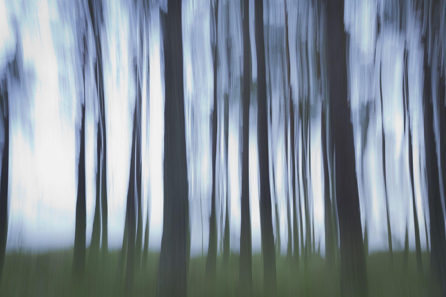 1800x1200 Buy Mysterious Forest wallpaper US shipping at