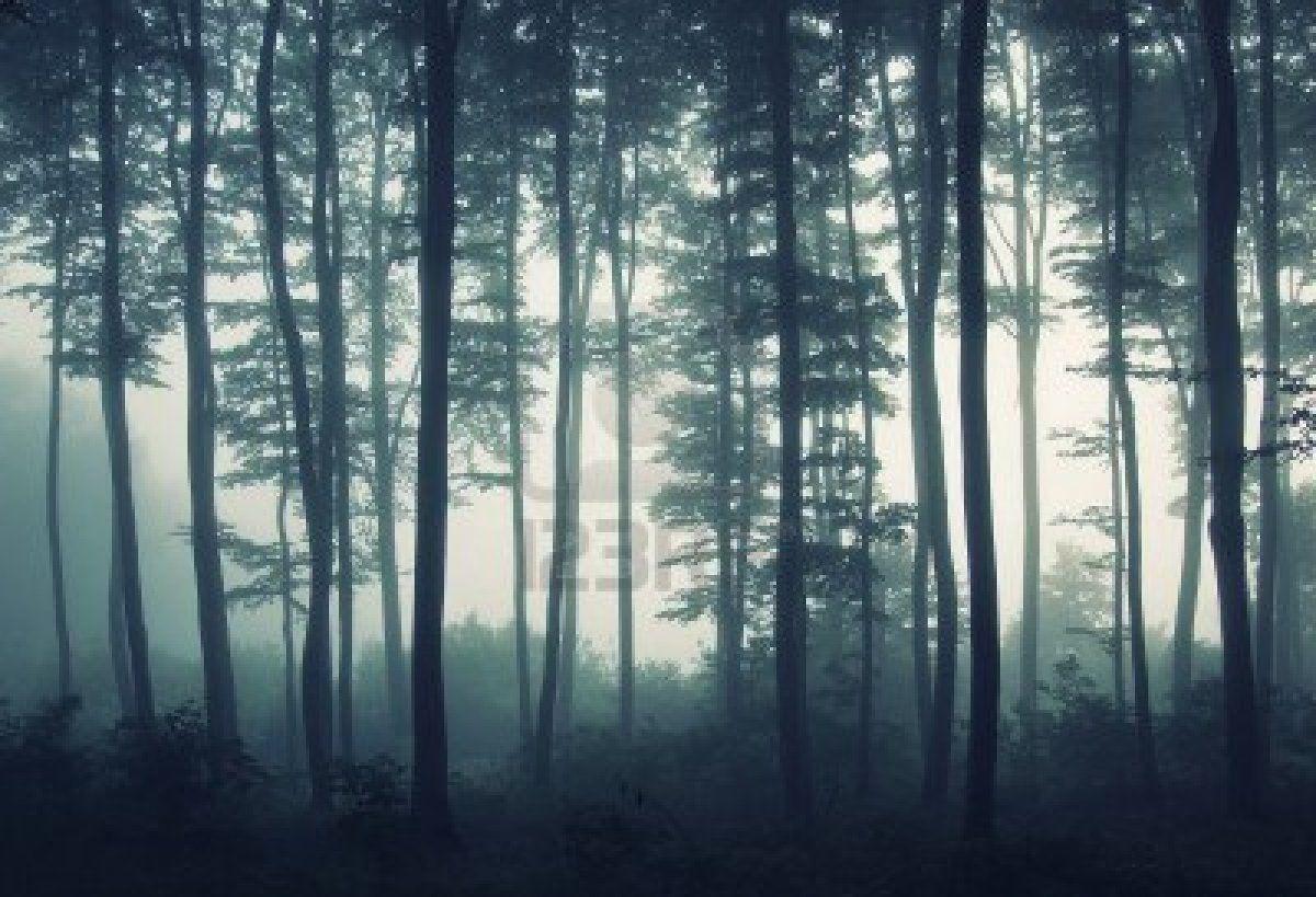 1200x819 Silhouettes of straight trees in a foggy mysterious forest at. Forest mural, Forest wall mural, Forest wallpaper