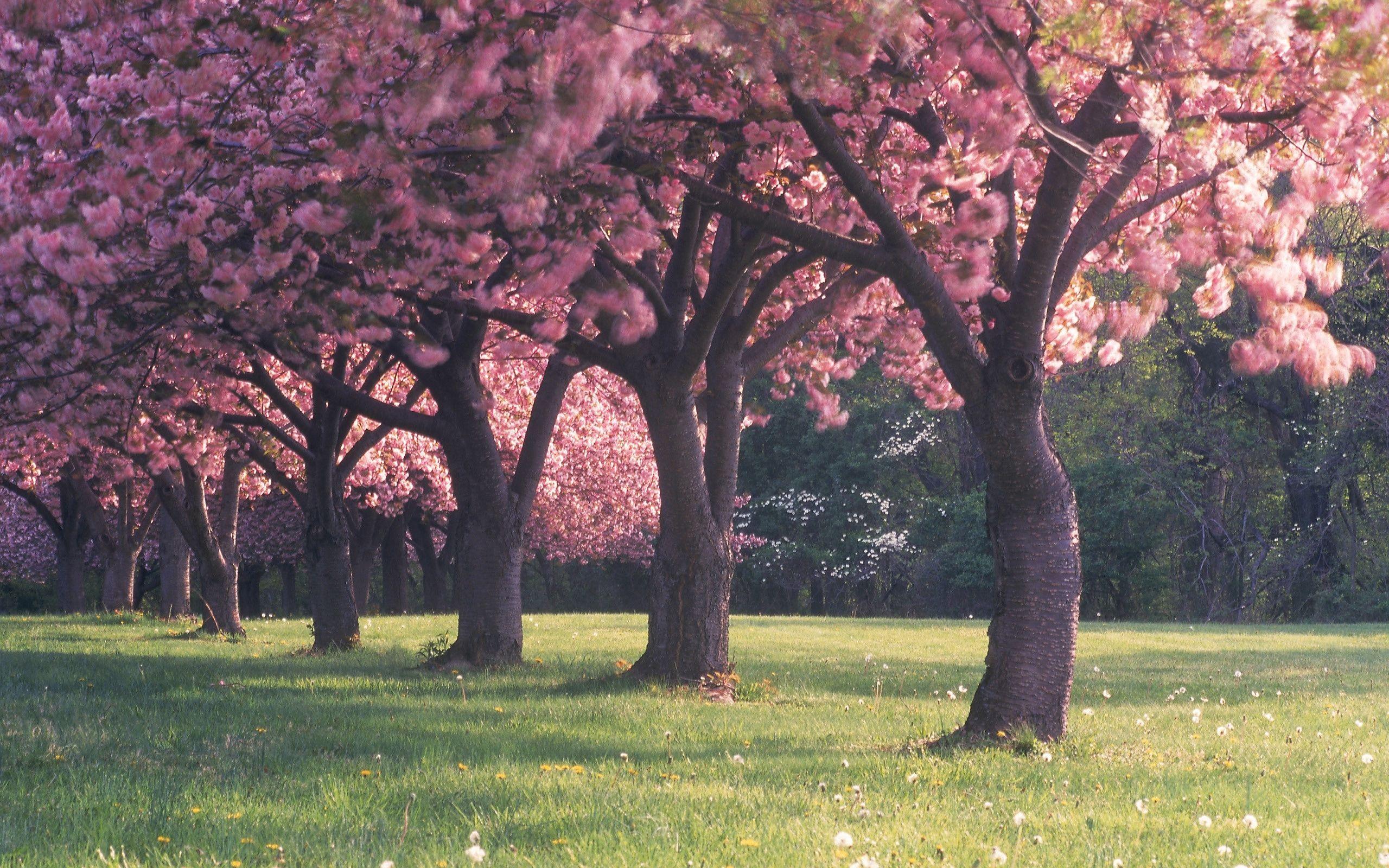 Beautiful Pink Tree Wallpapers - Top Free Beautiful Pink Tree ...