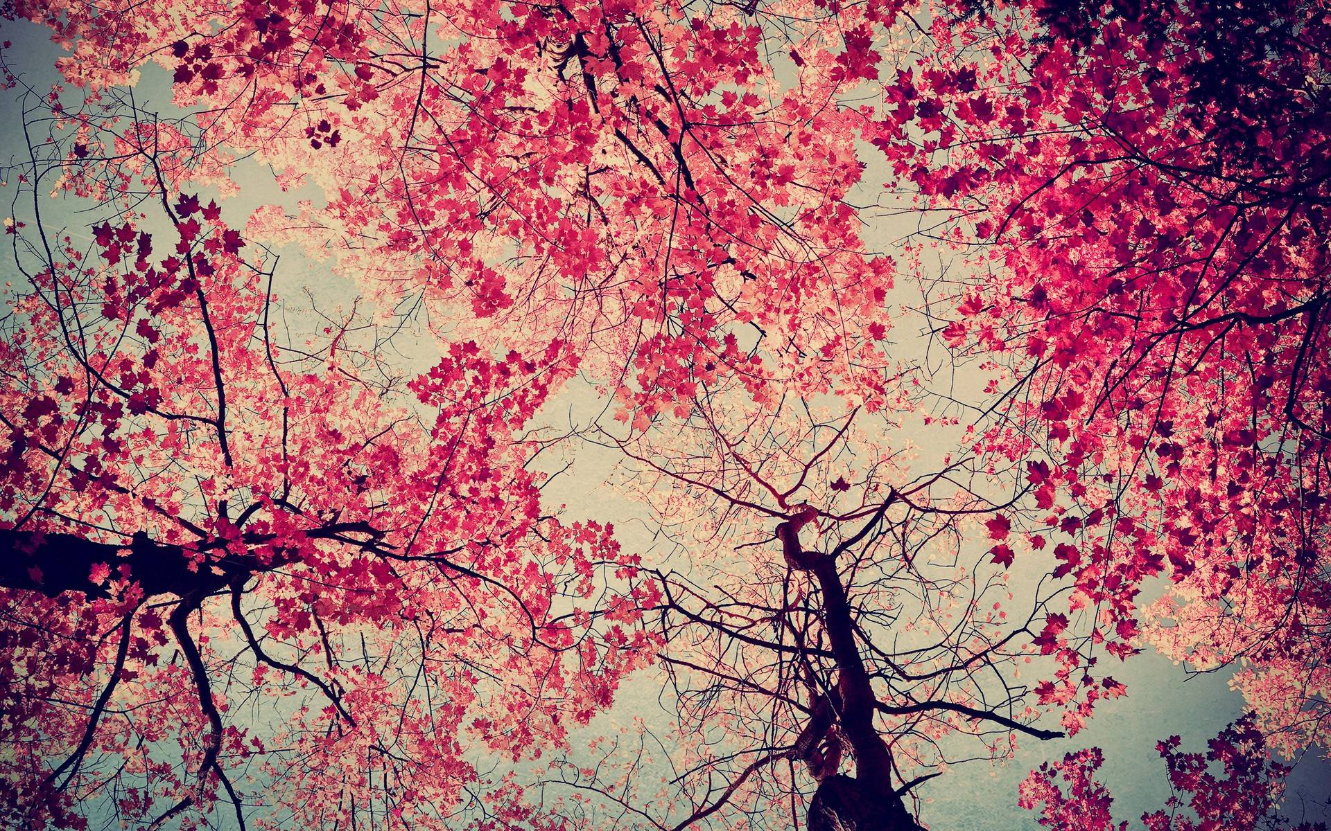 1920x1200 Pink Tree Wallpaper