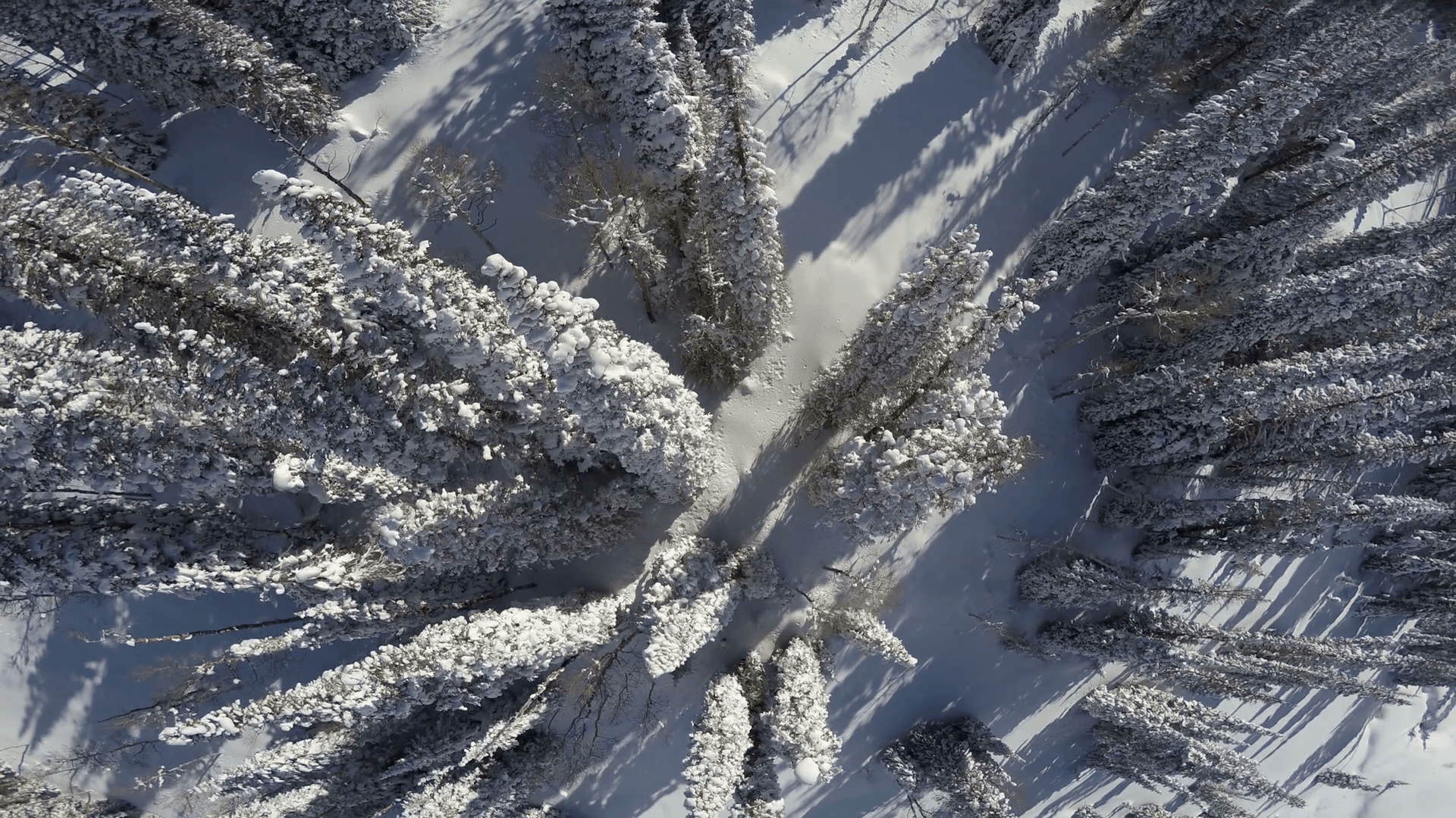 1920x1080 Aerial Looking Down On Snow Covered Pine Trees While Flying Over