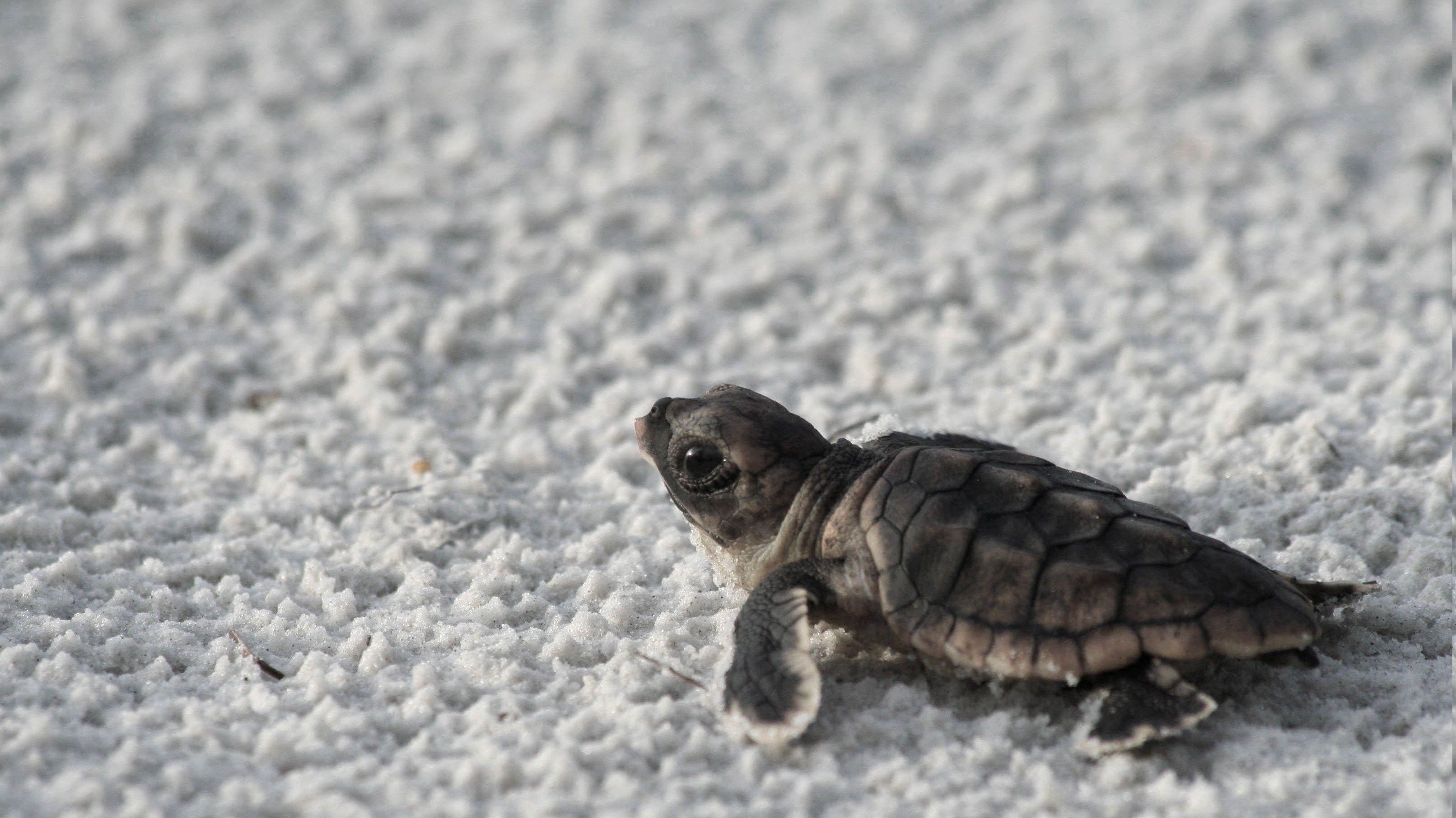3224x1812 Baby Turtle on Beach