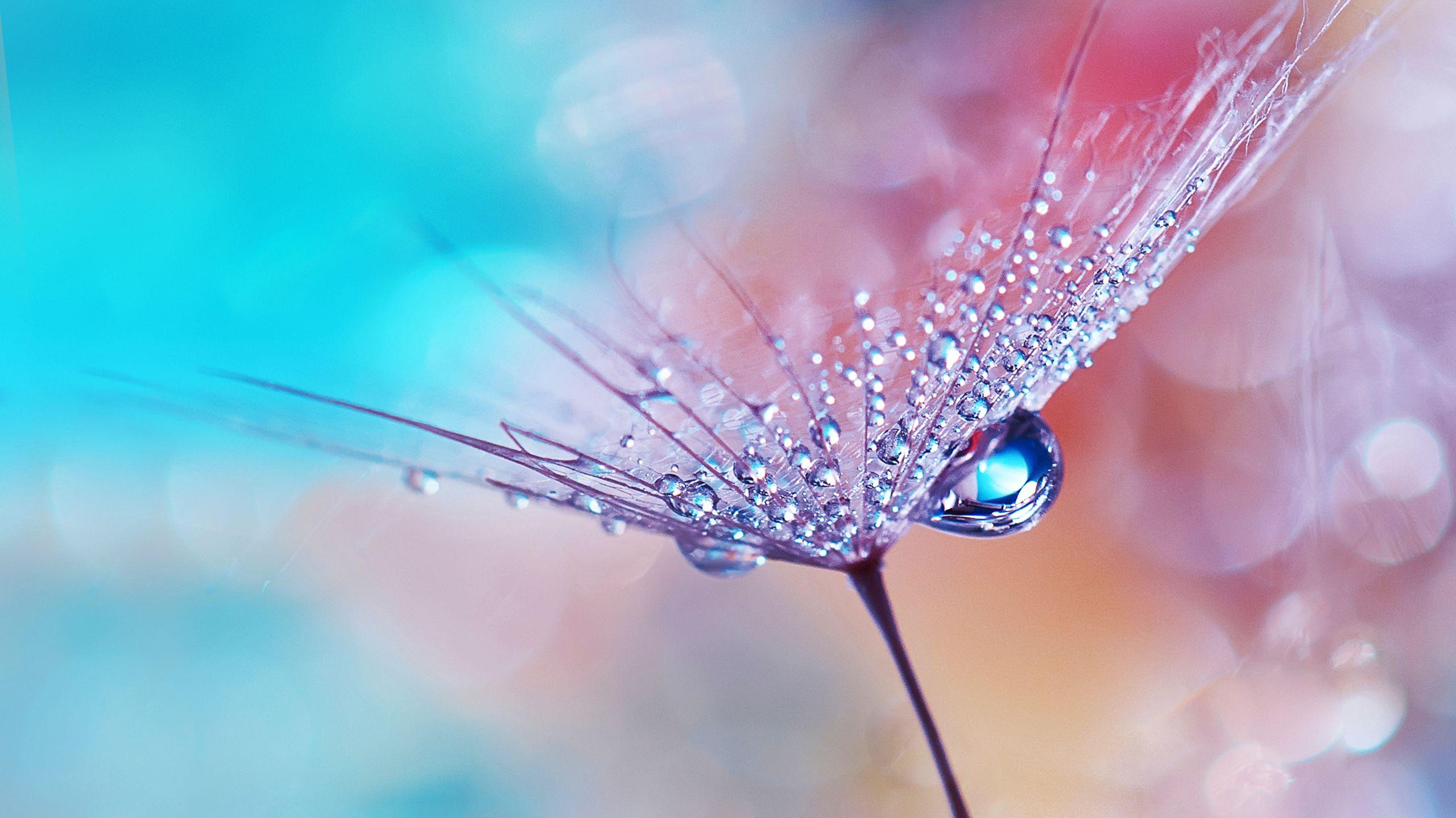 2560x1440 Dew Drops on Flower Wallpaper