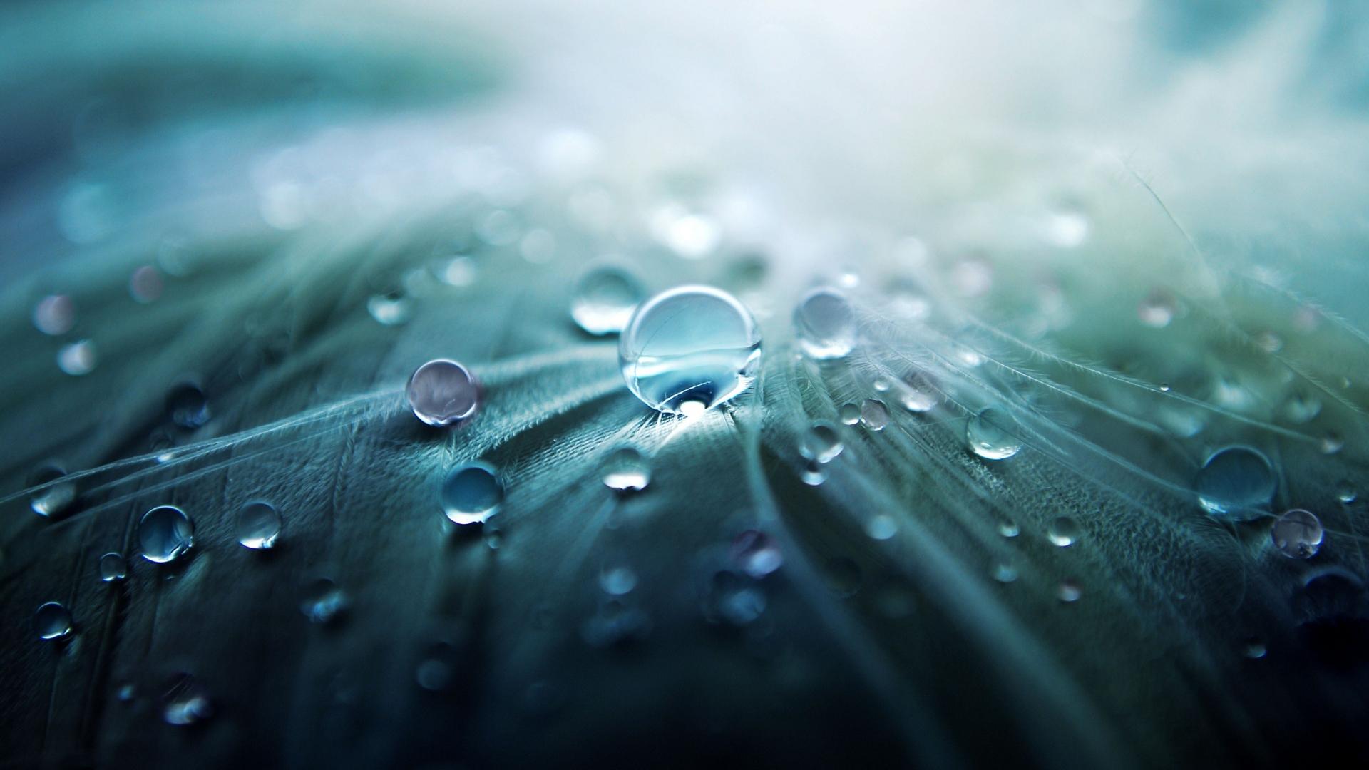 1920x1080 Free download Morning Dew Wallpaper [1920x1080] for your Desktop, Mobile & Tablet. Explore Dew Wallpaper. Dew Wallpaper, Mountain Dew Wallpaper, Diet Mountain Dew Wallpaper