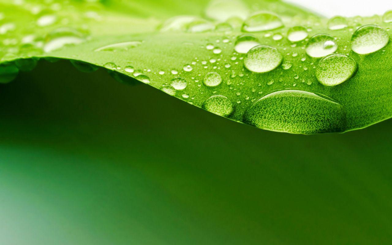 1280x800 Leaf Drop Dew wallpaperx800