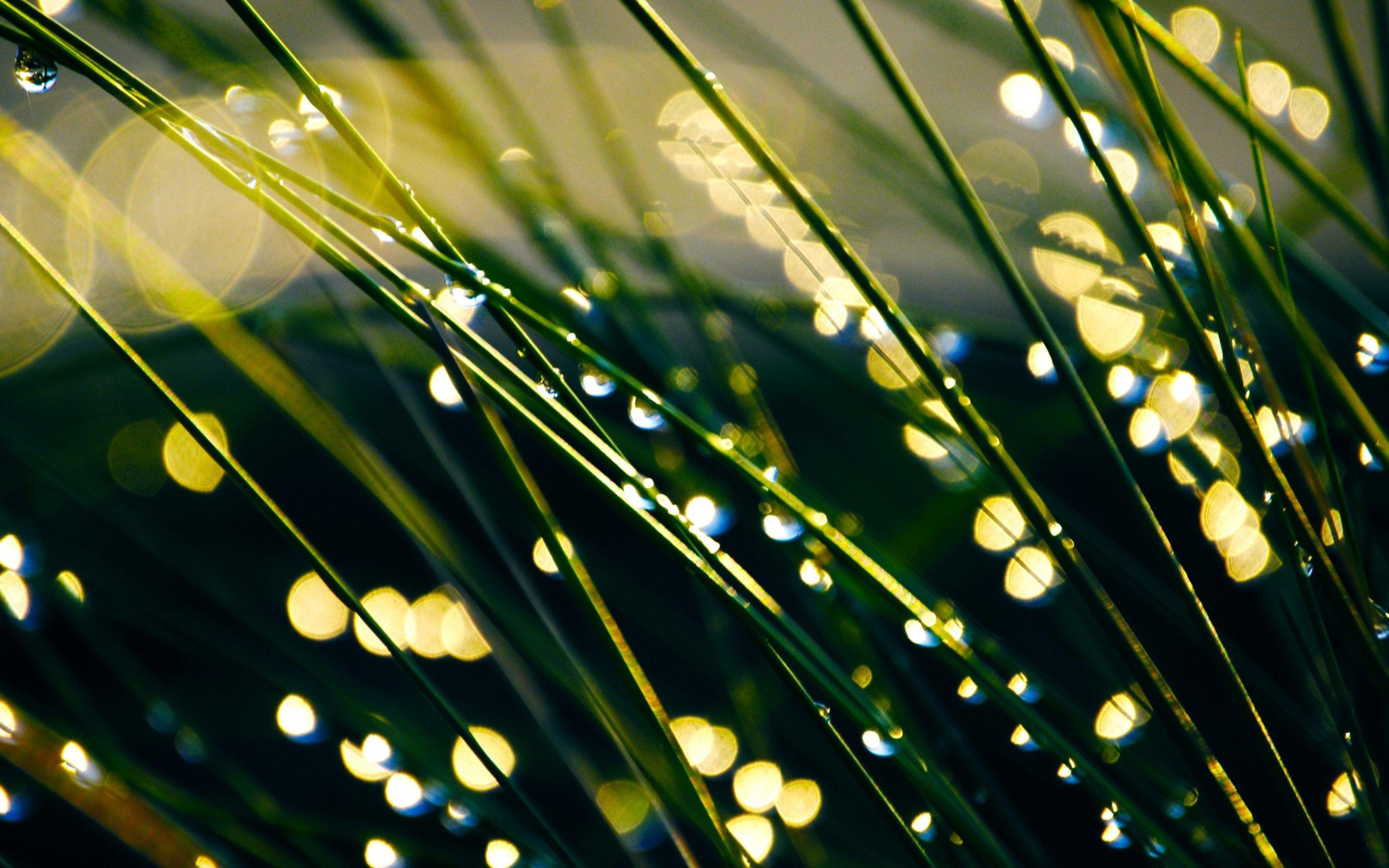 2880x1800 herbs, Grass, Drops, Dew Wallpaper HD / Desktop and Mobile Background
